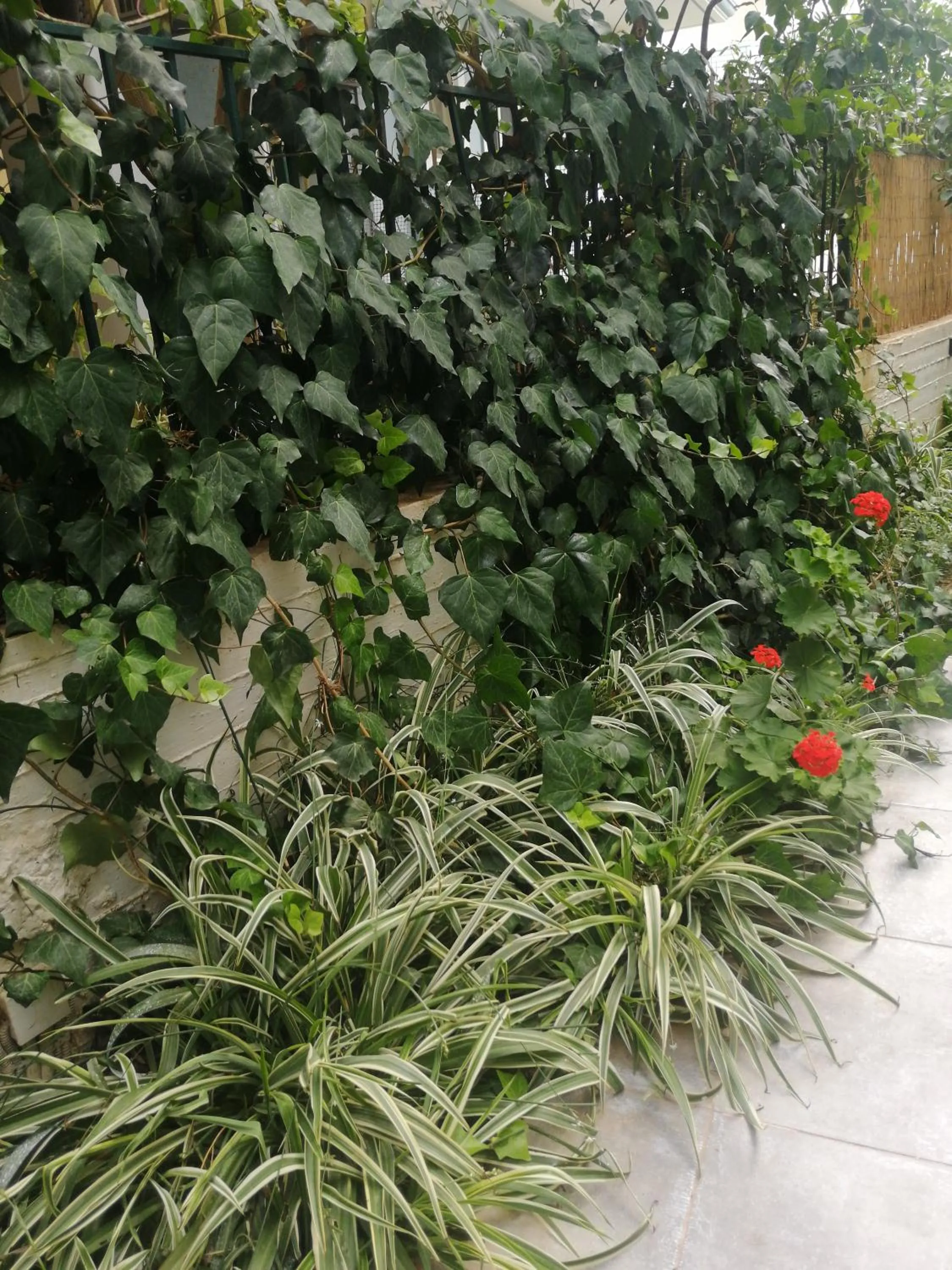 Garden view in Palataki Residence