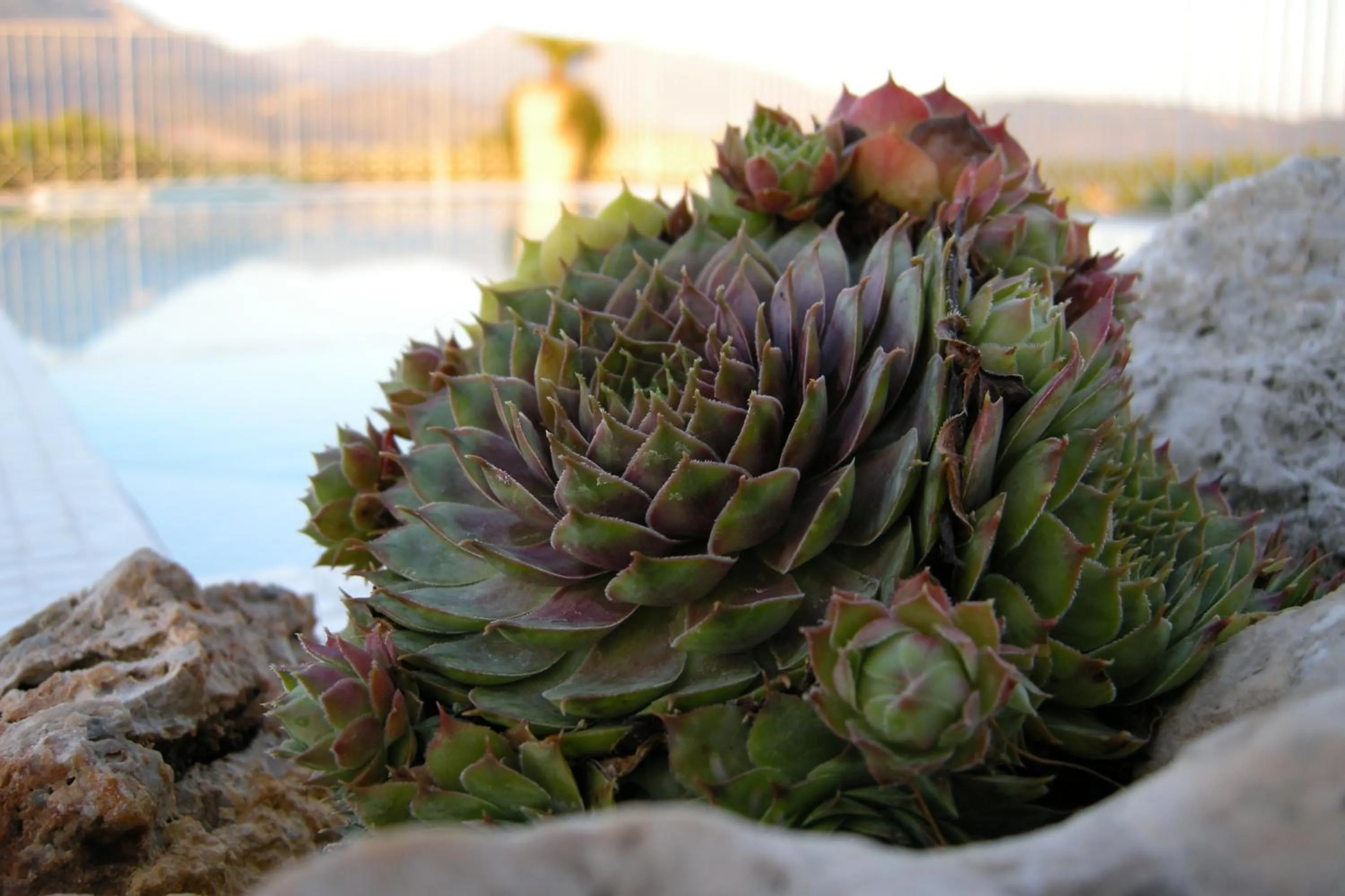 Swimming pool in Residence Verdeluna