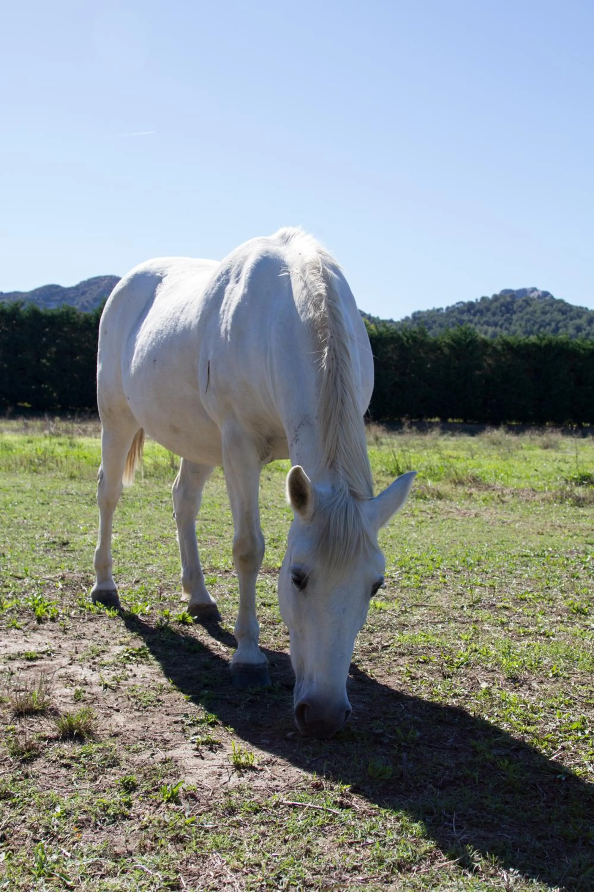 Garden in Les Résidences de Métifiot