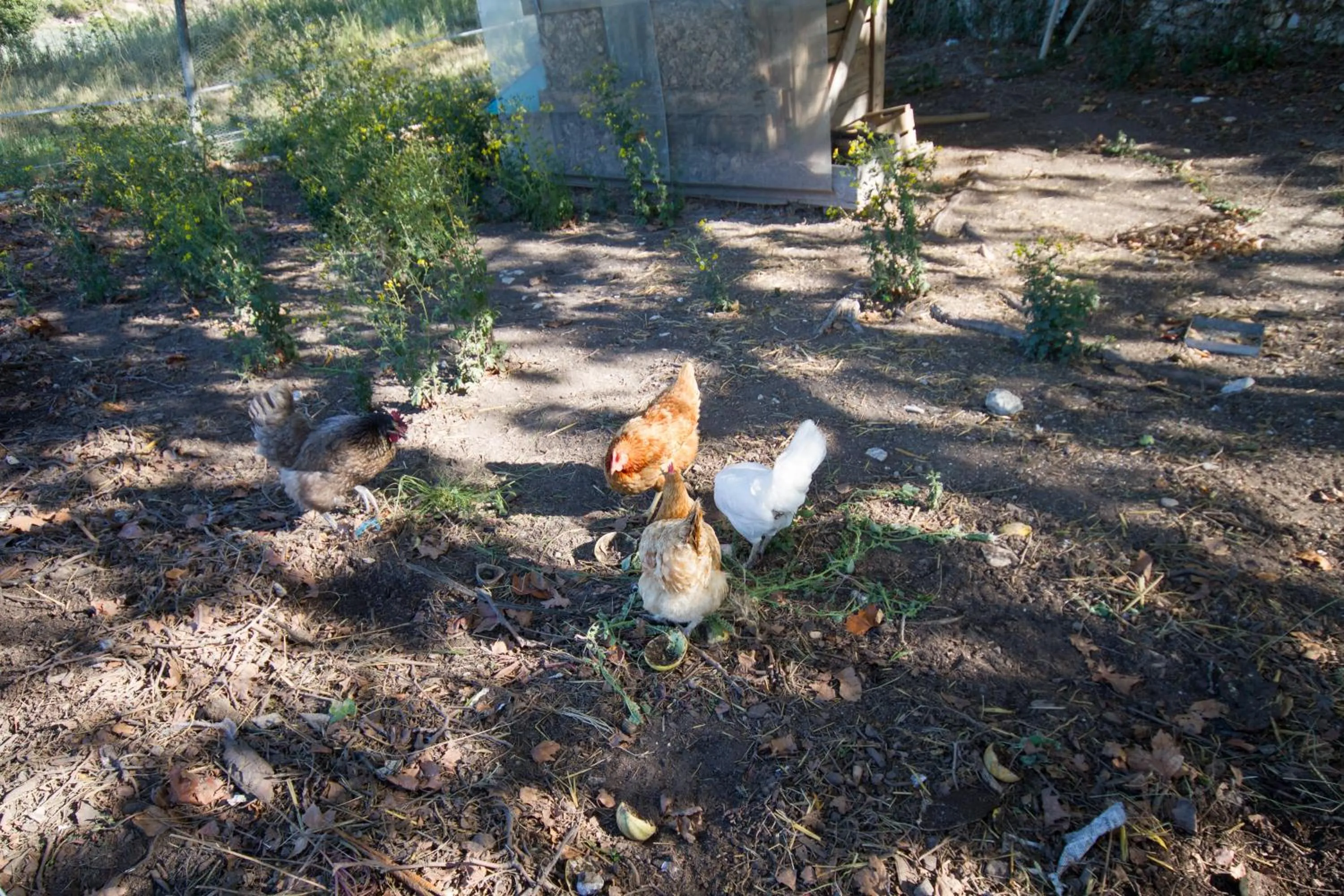 Pets in Les Résidences de Métifiot