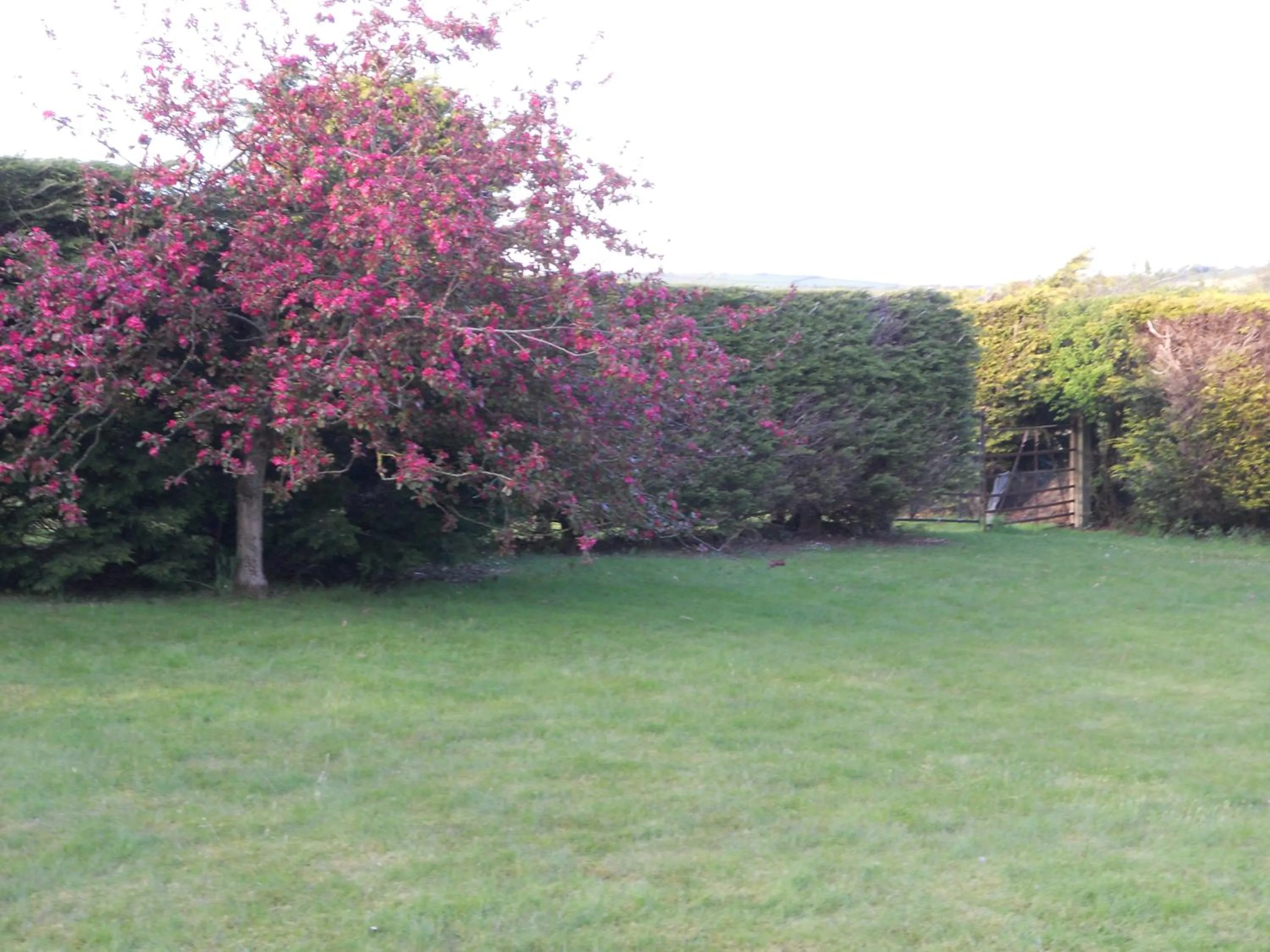 Garden in Rhu Glenn Hotel