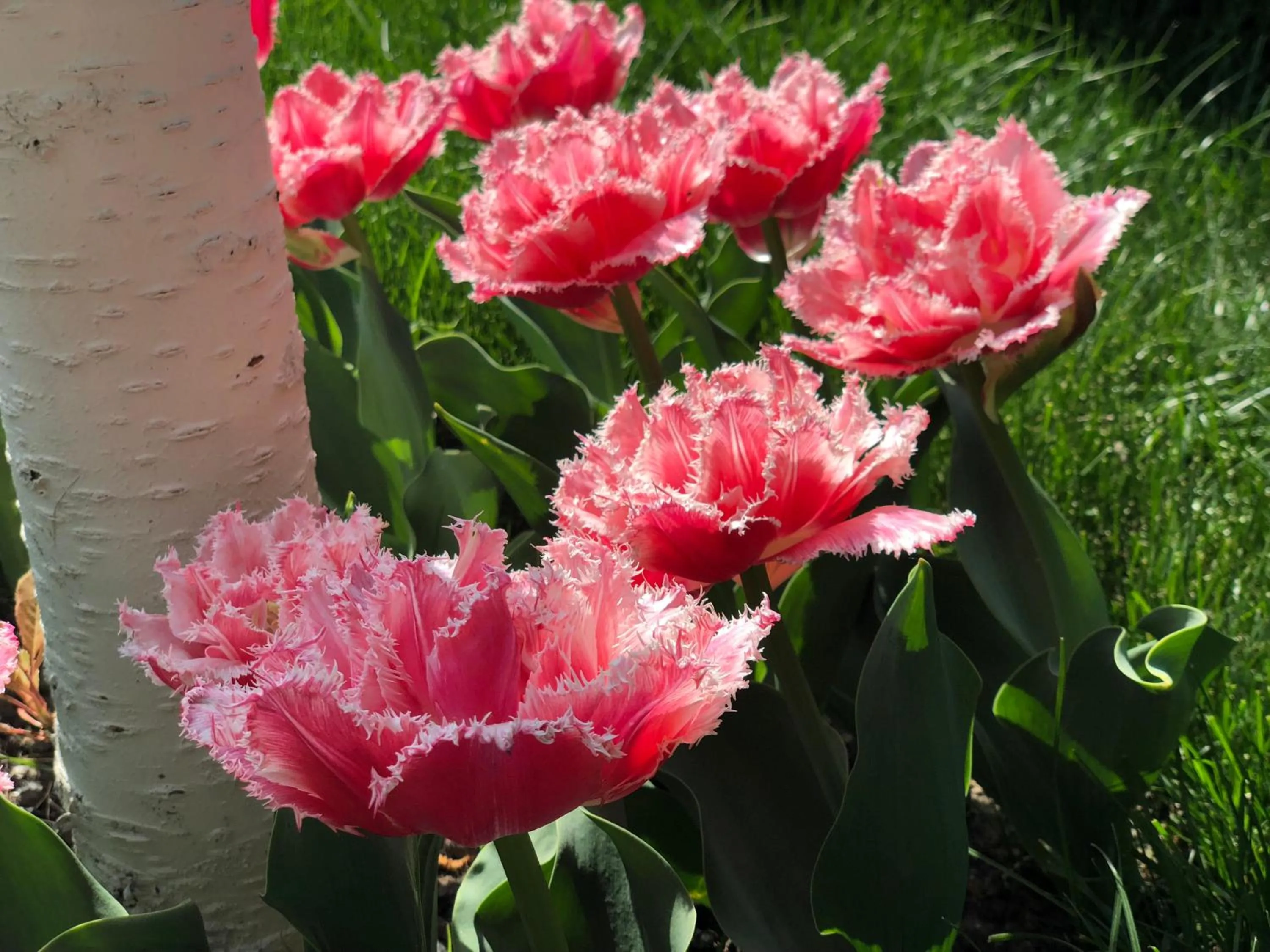 Garden in Sofievsky Posad Hotel