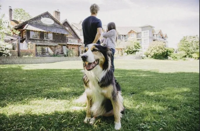 Pets in Old House Hotel