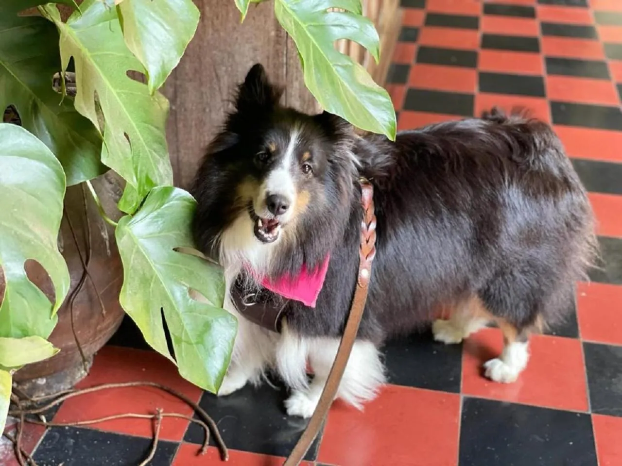 Pets in Hotel Museo Mayan Inn