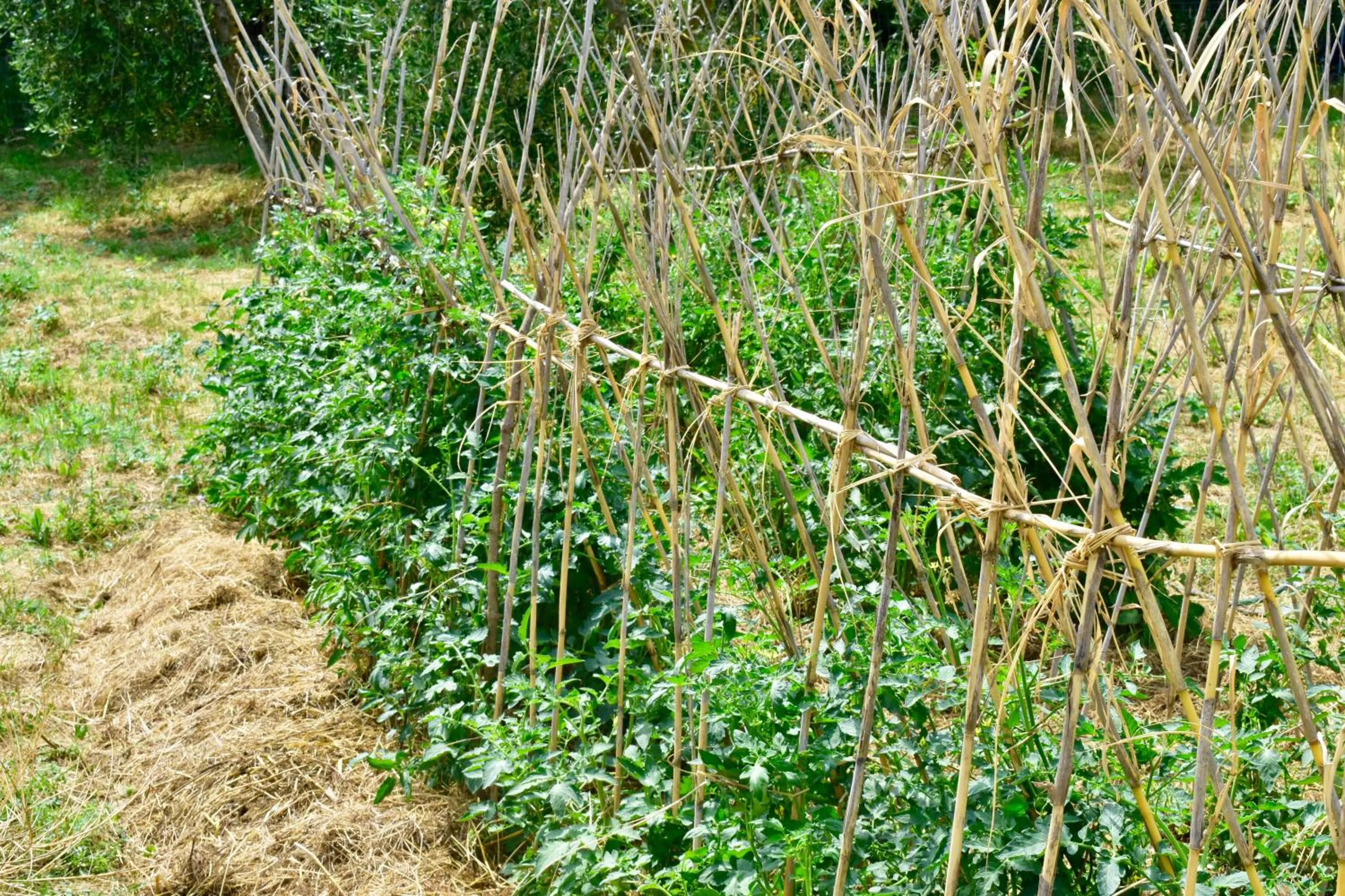 Garden in Mezzano In Chianti