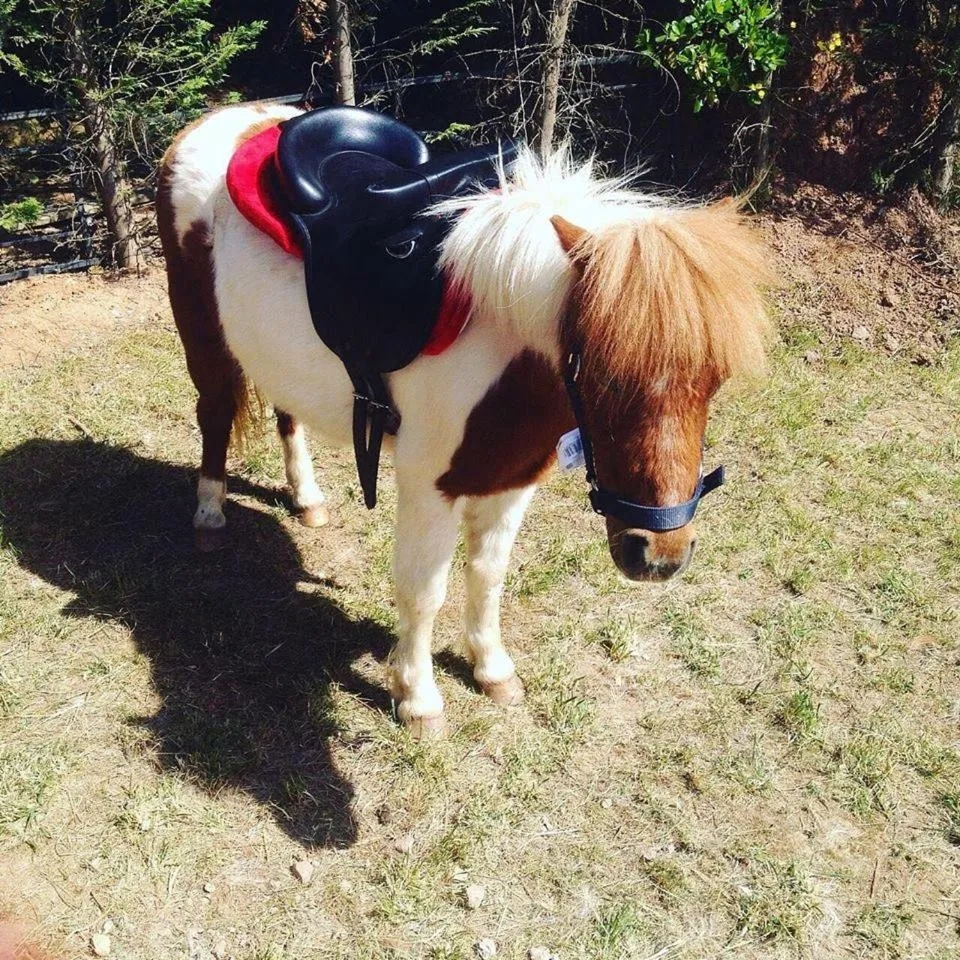 Property building in Castle Nolana