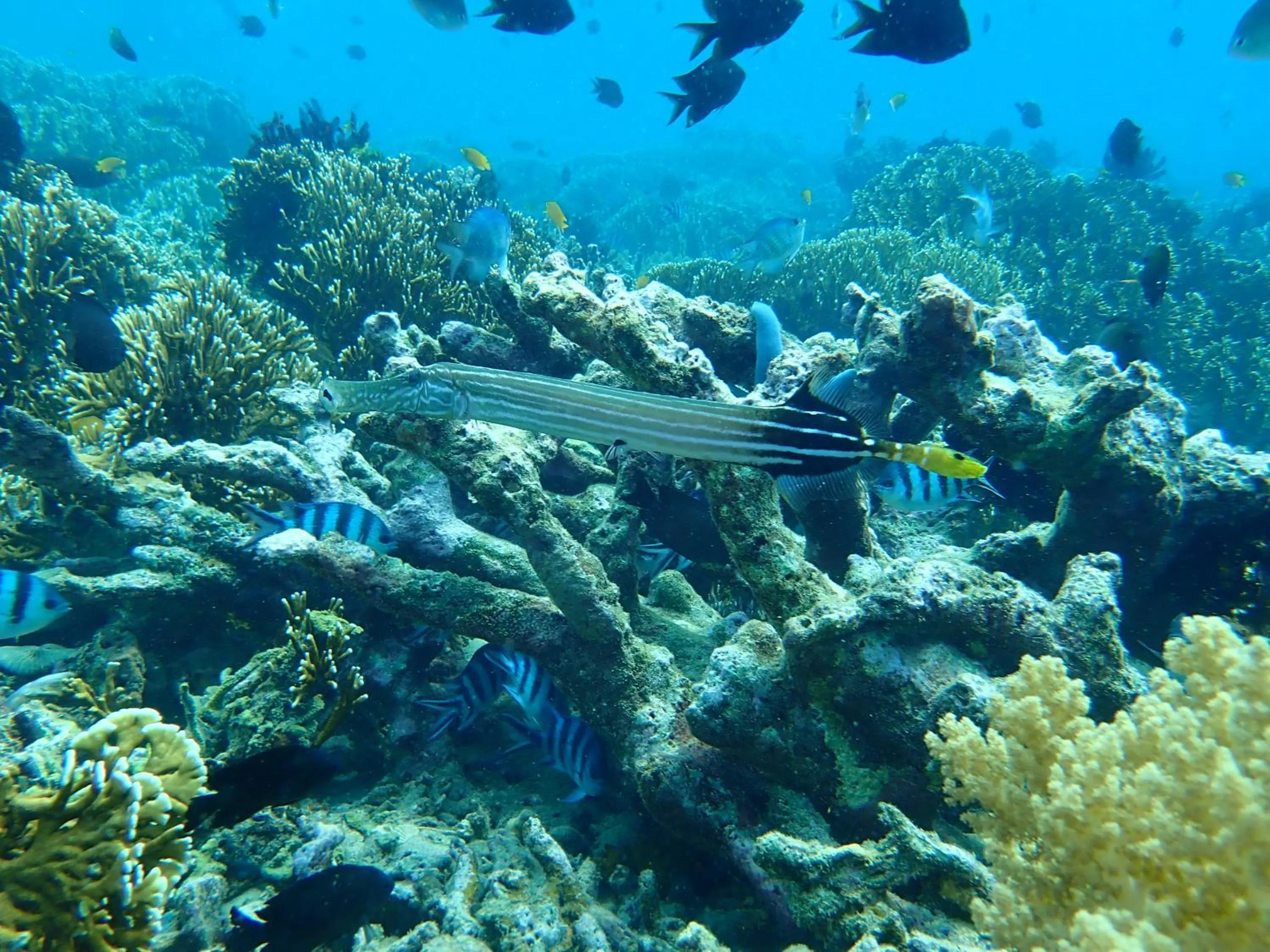 Snorkeling in The High Dive Gili Gede by Ultimate Resorts