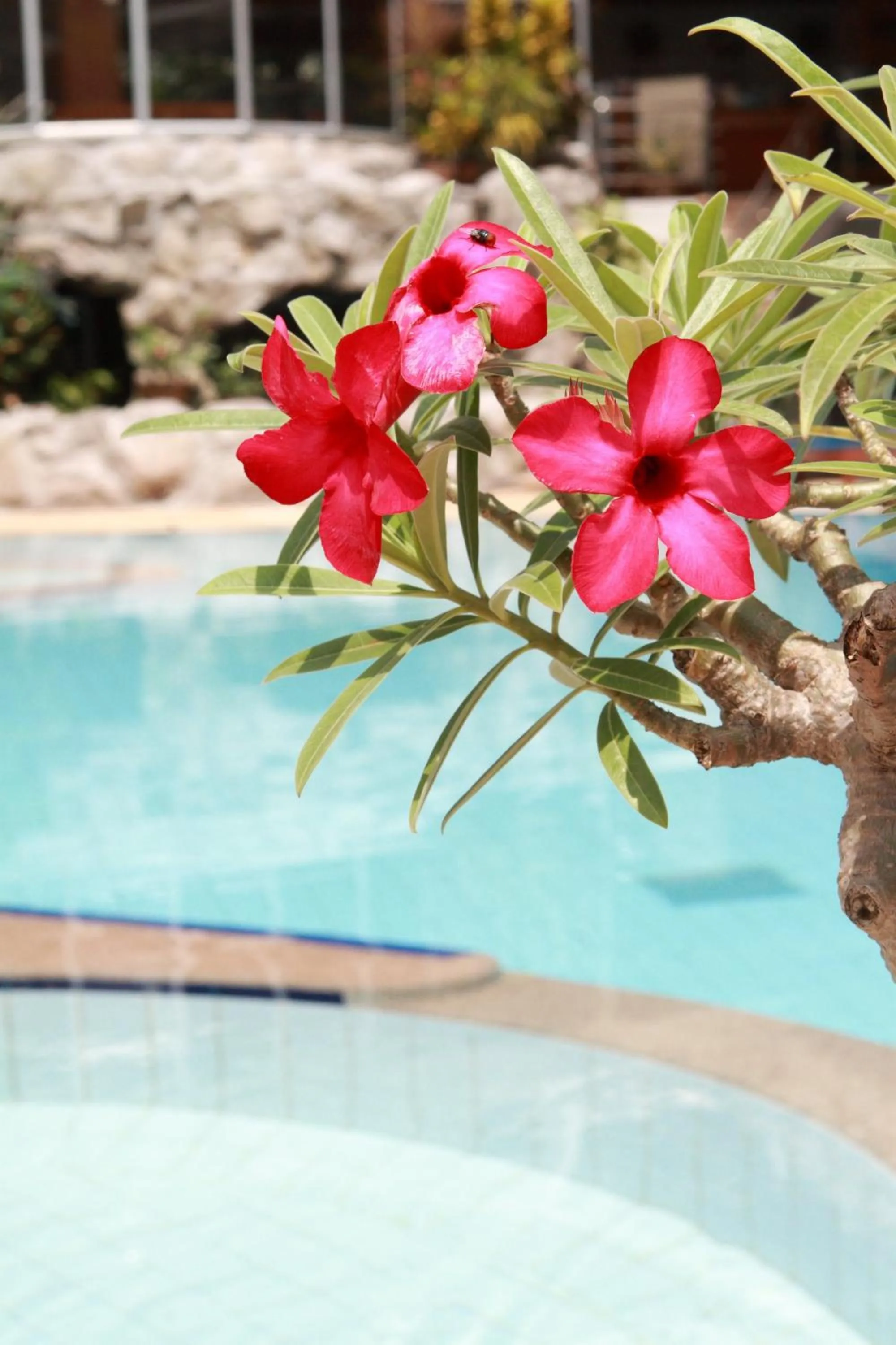 Area and facilities in Samui First House Hotel