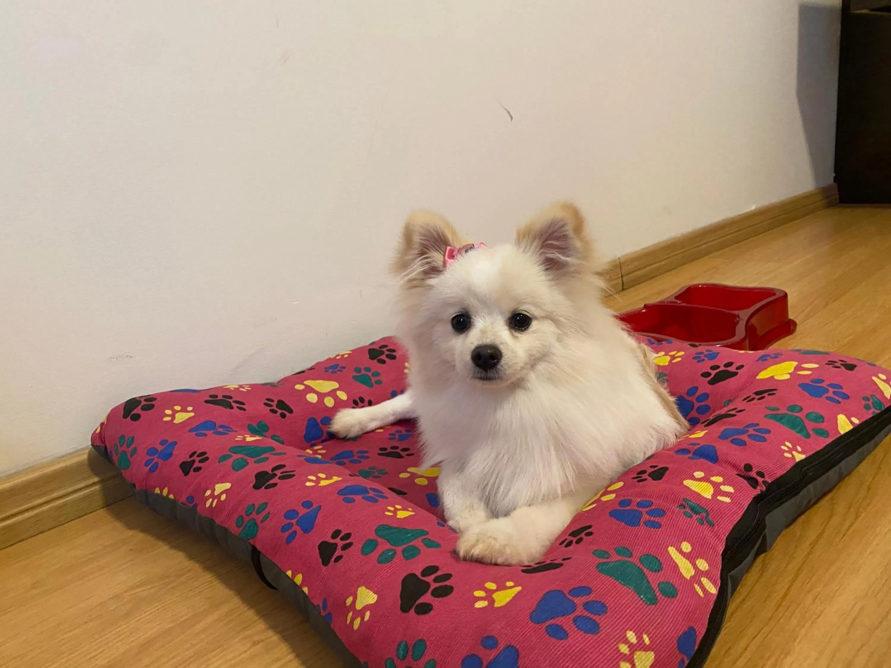 Pets in HD Plaza Hotel