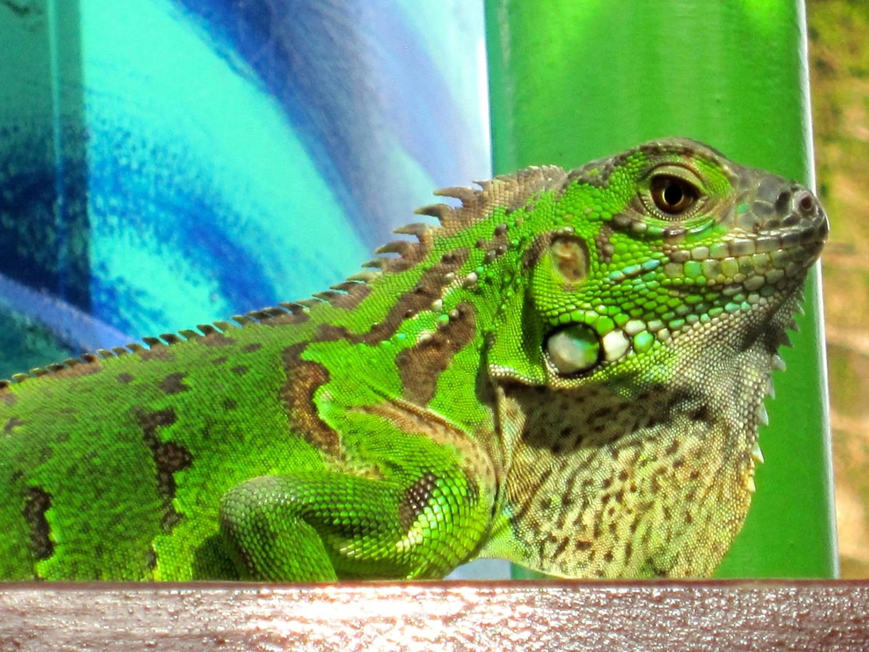 Garden in Physis Caribbean Bed & Breakfast