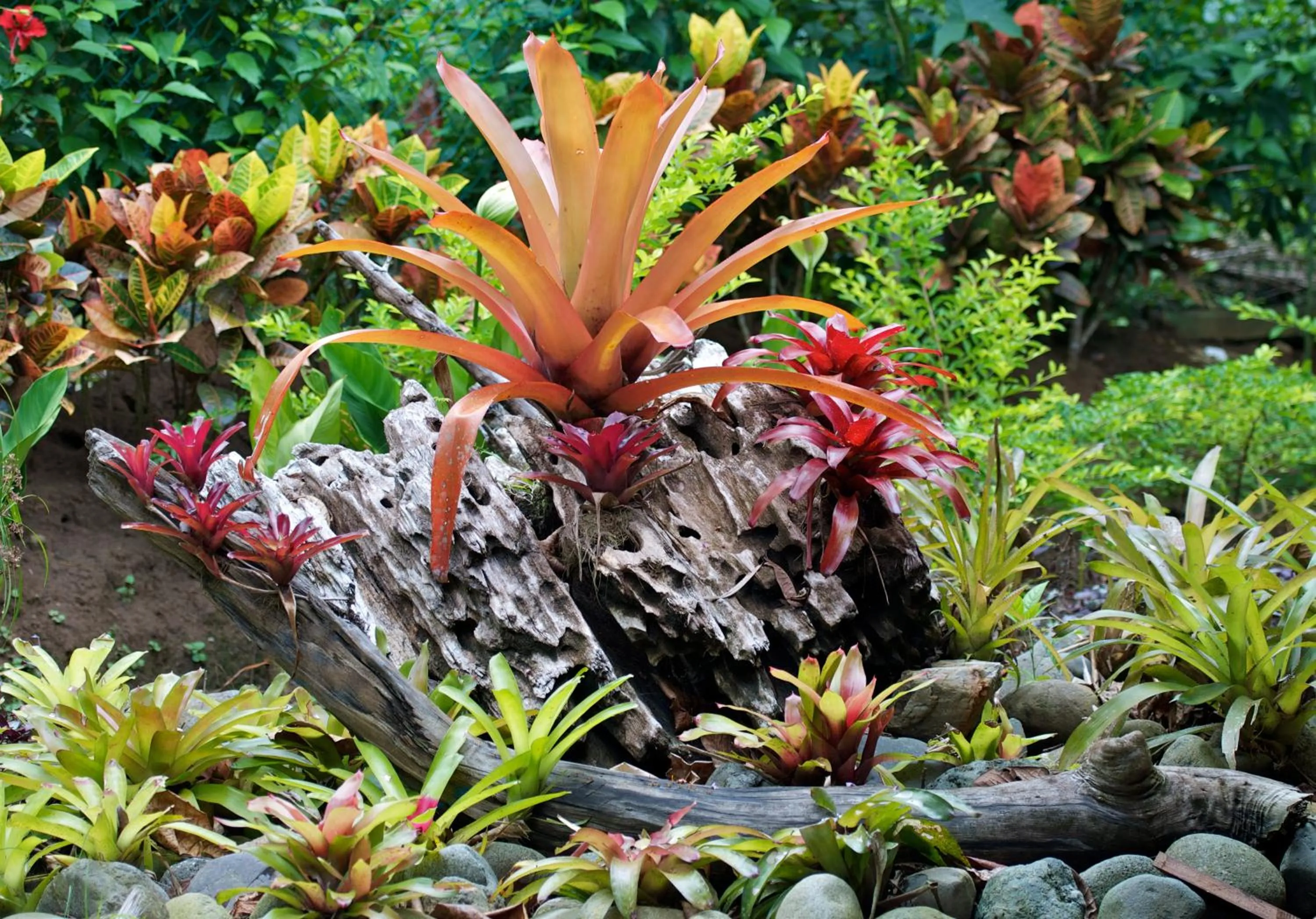 Garden in Physis Caribbean Bed & Breakfast