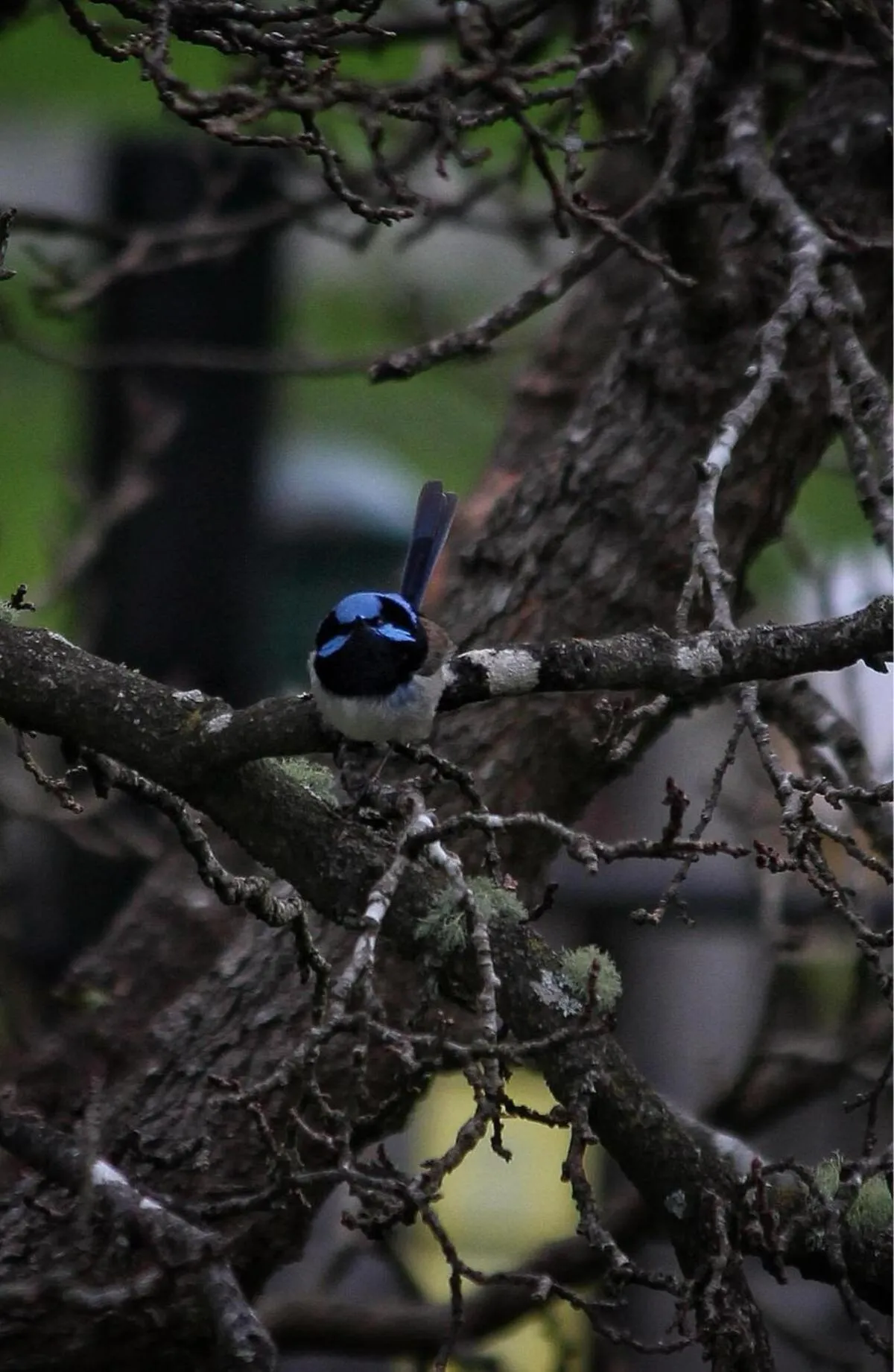 Natural landscape in Green Gables B&B Waterfront Apartment or Garden Studio