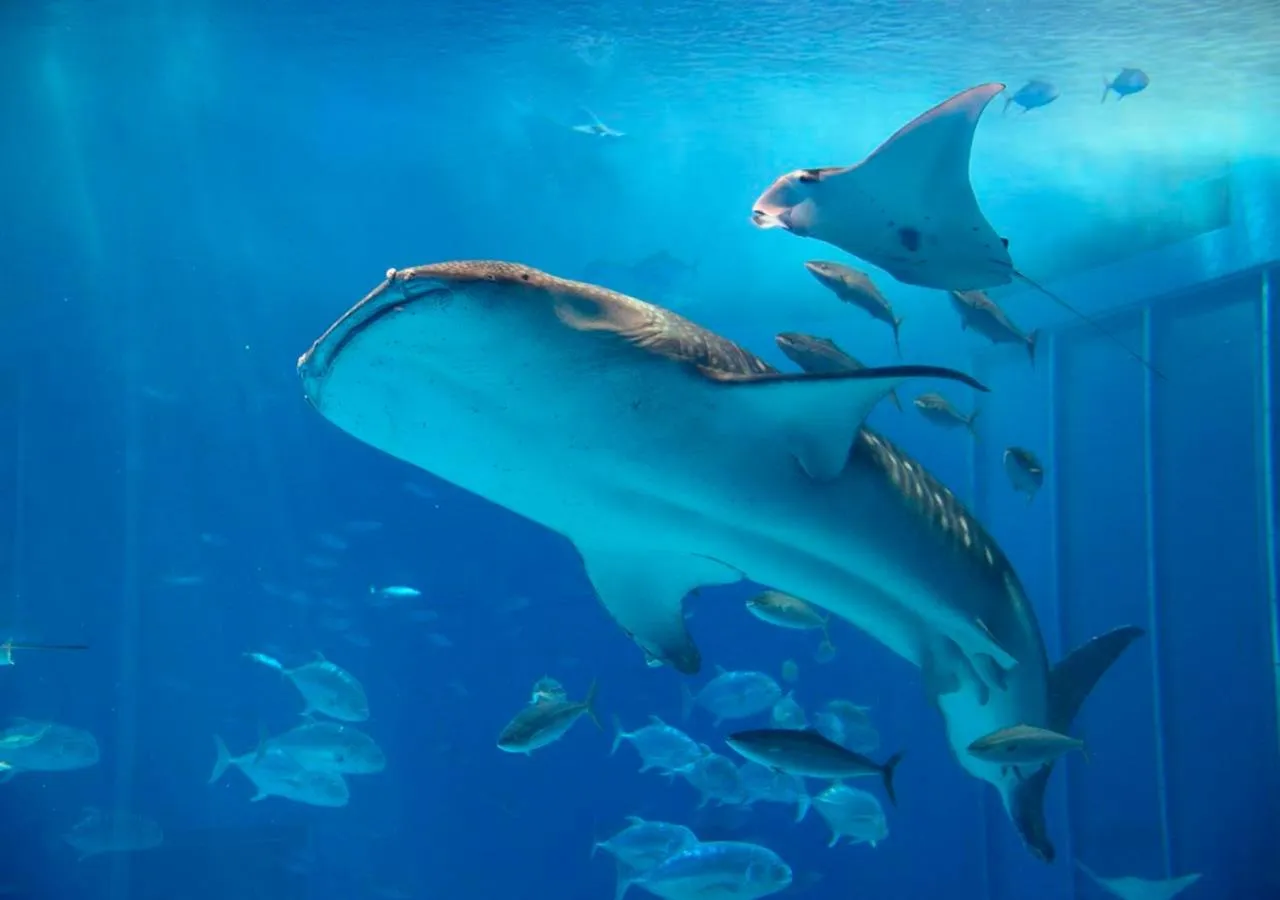 Nearby landmark in Ala Mahaina Condo Hotel