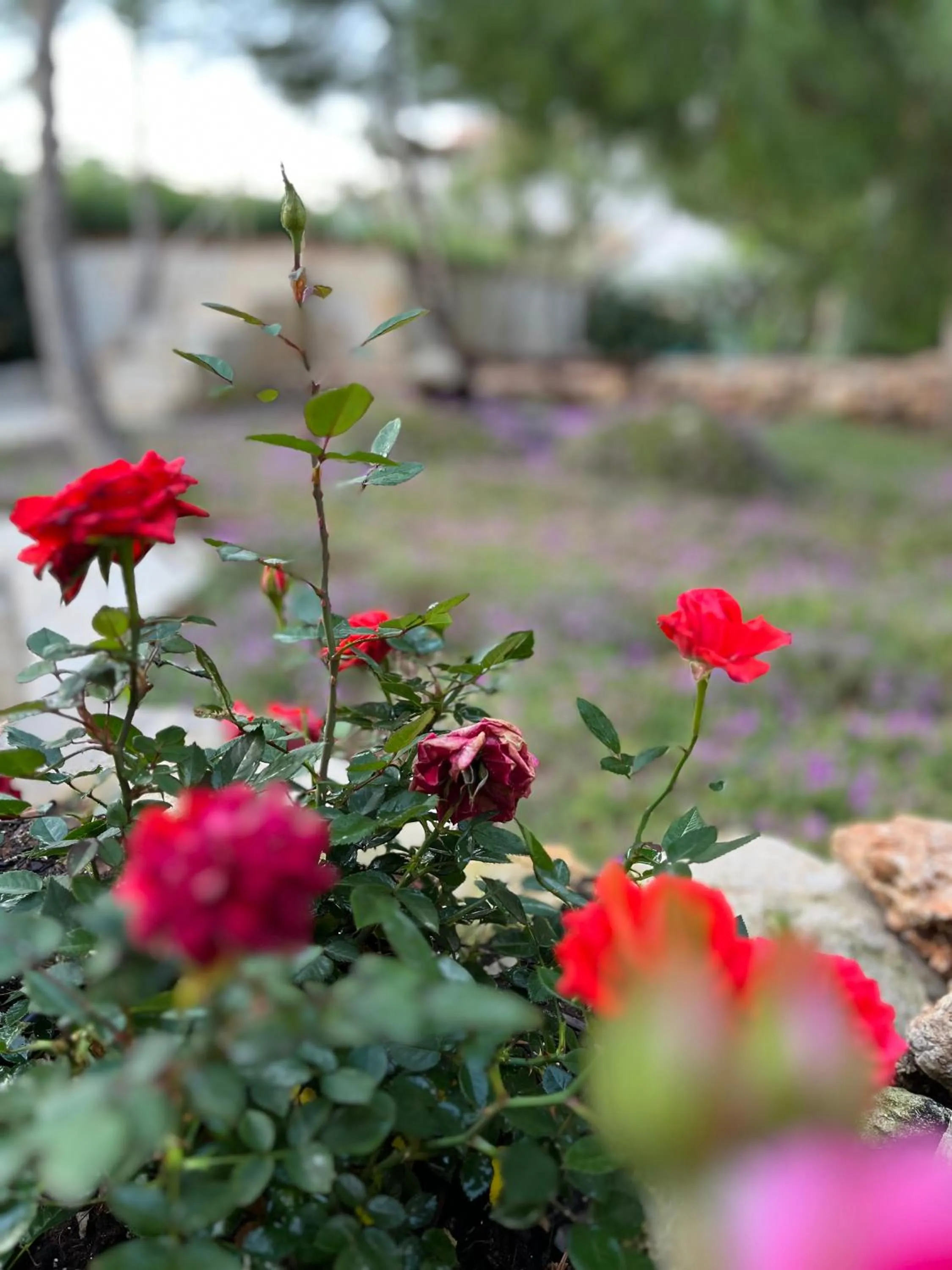 Garden in Krasì B&B