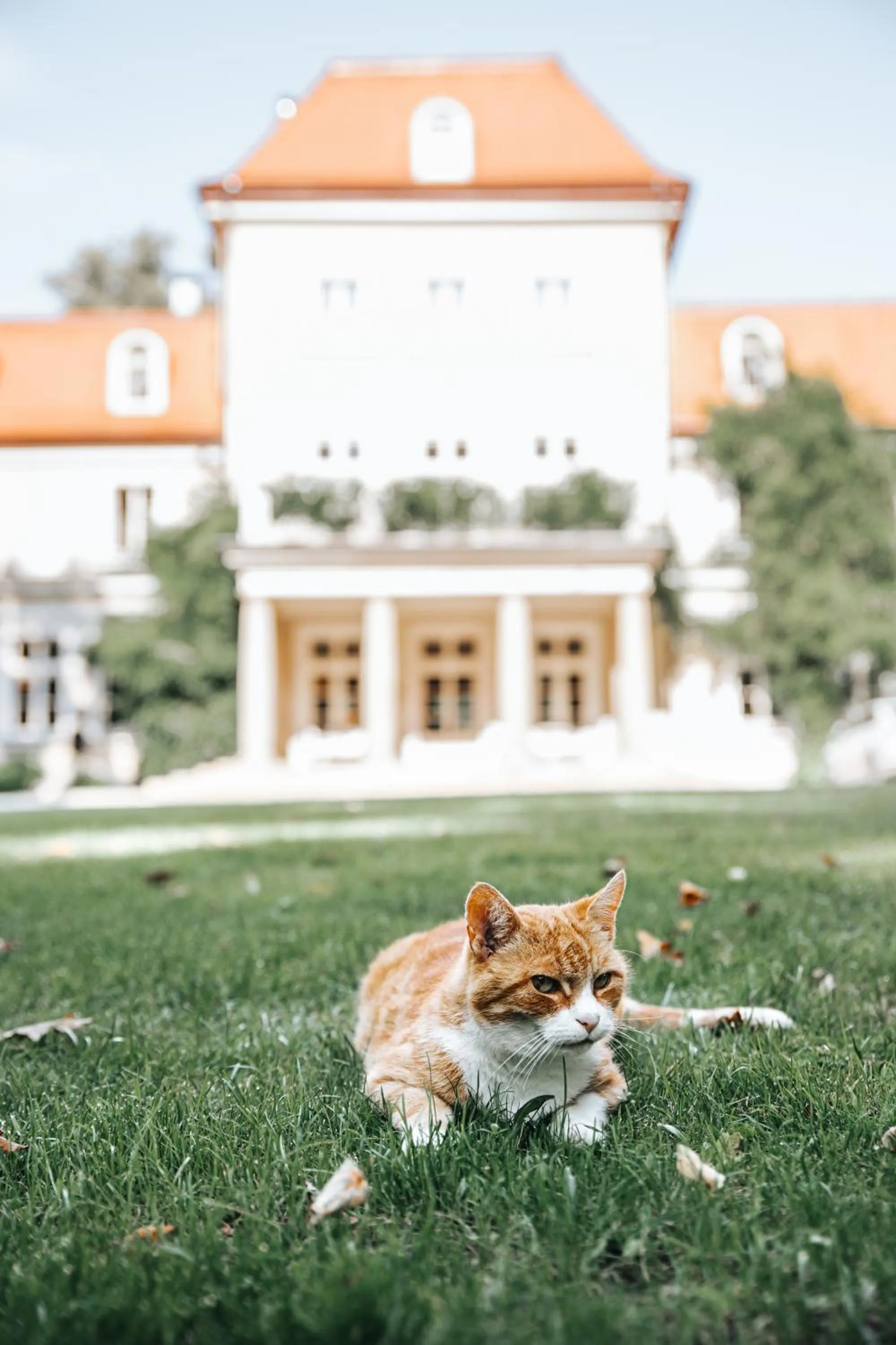 Property building in Dwór Sieraków