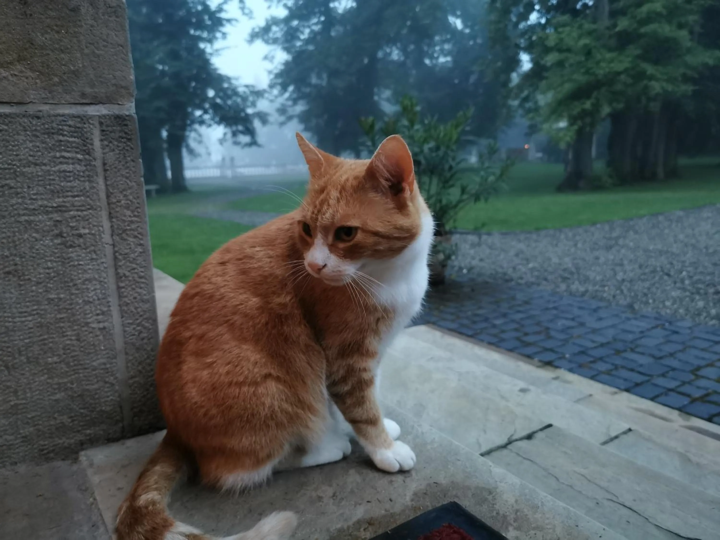 Pets in Dwór Sieraków