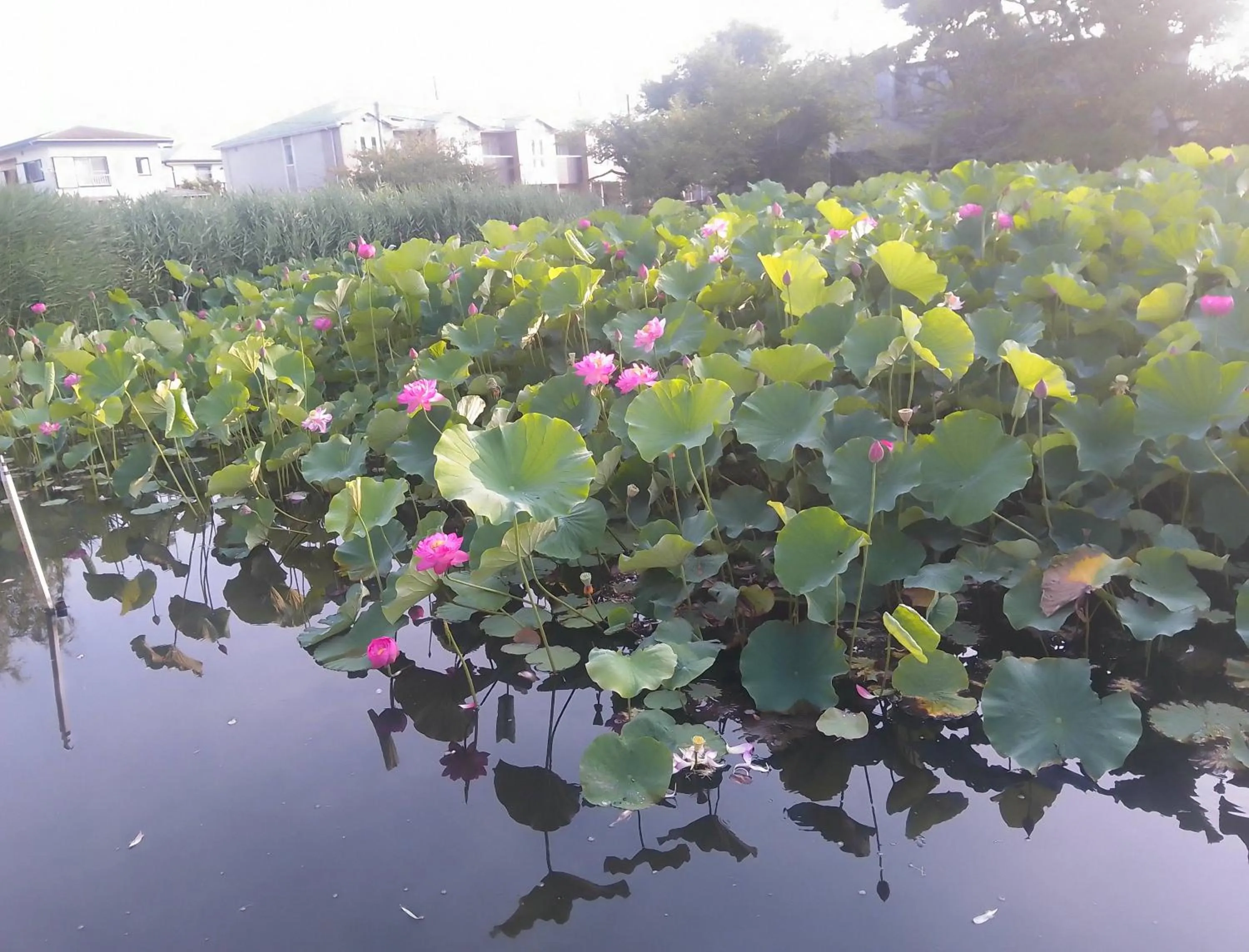 EMS Enoshima クラシックゲストハウス 寝室は個室 犬OK