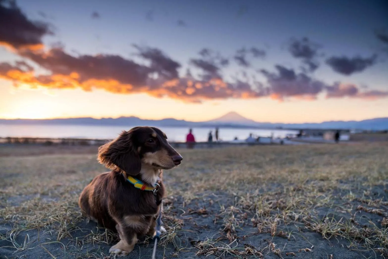 Pets in EMS Enoshima クラシックゲストハウス 寝室は個室 犬OK