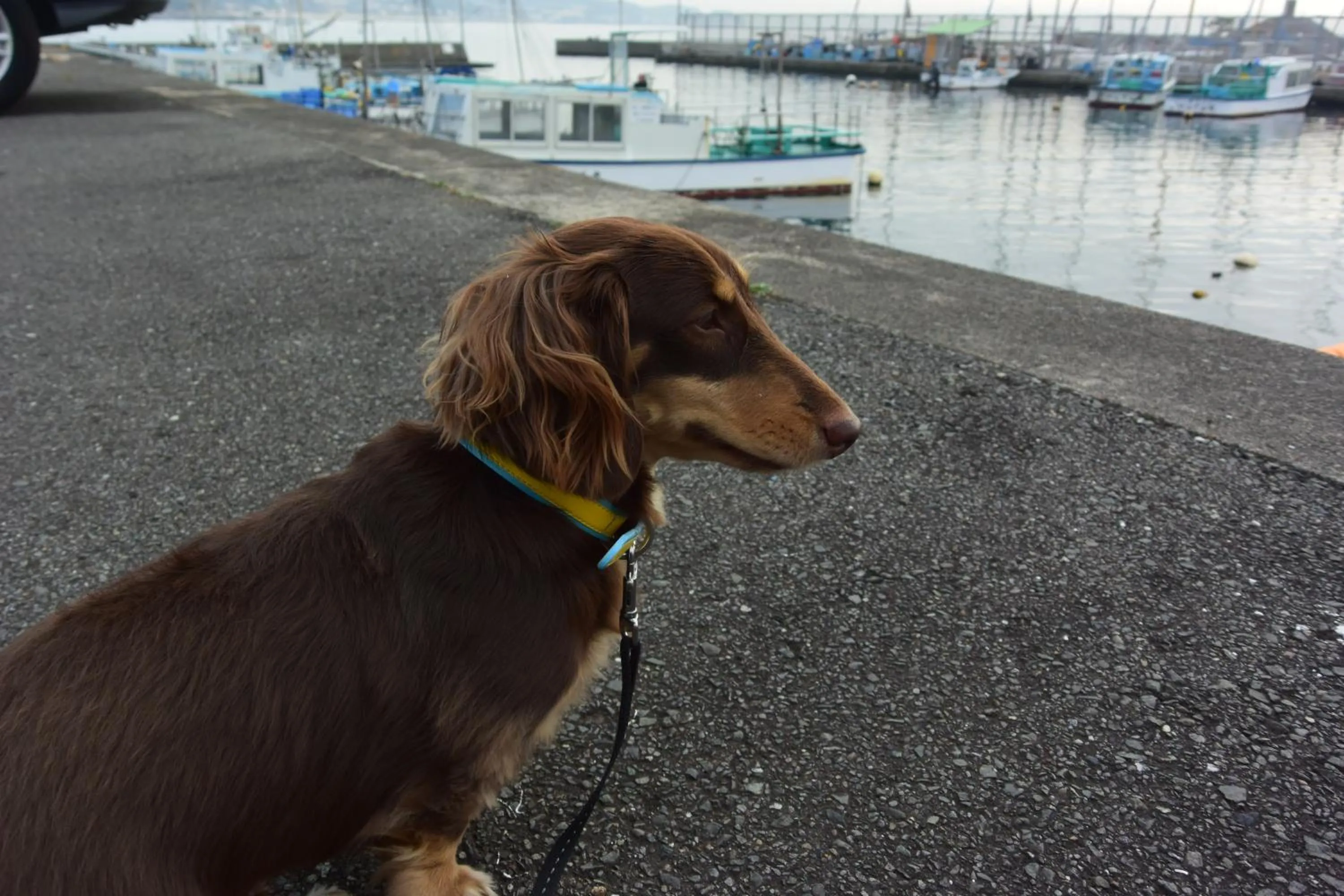 EMS Enoshima クラシックゲストハウス 寝室は個室 犬OK