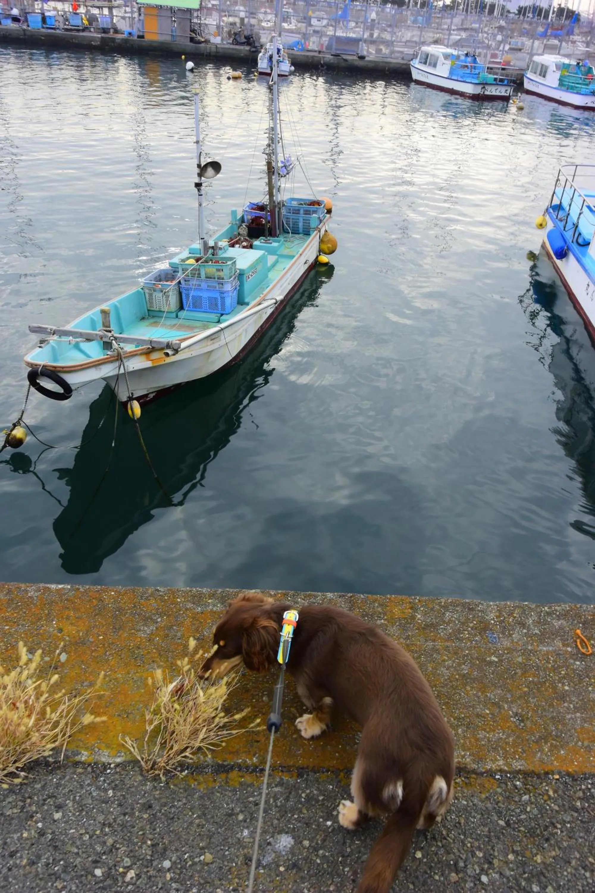 EMS Enoshima クラシックゲストハウス 寝室は個室 犬OK