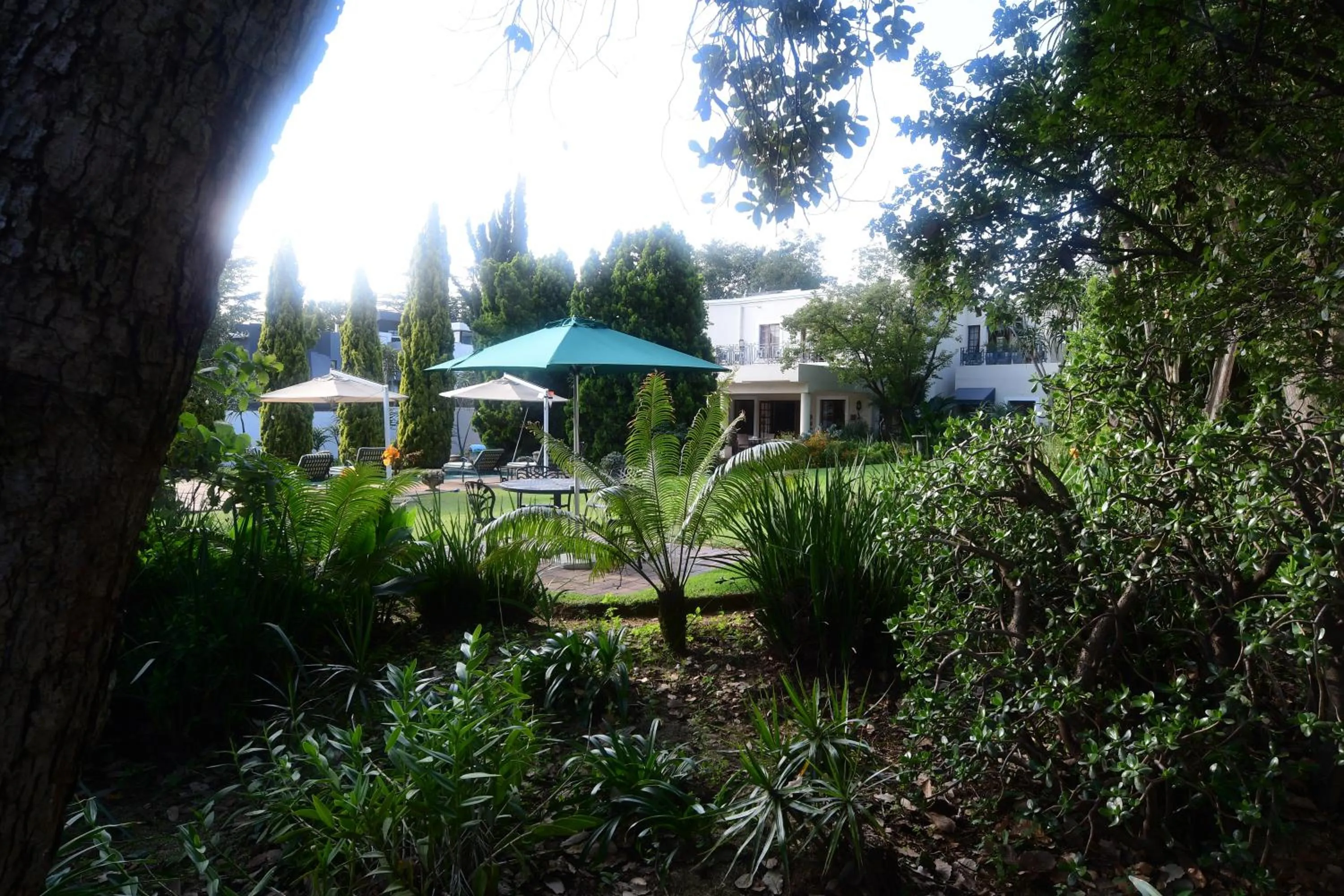 Natural landscape in Highgrove Guesthouse Morningside Sandton