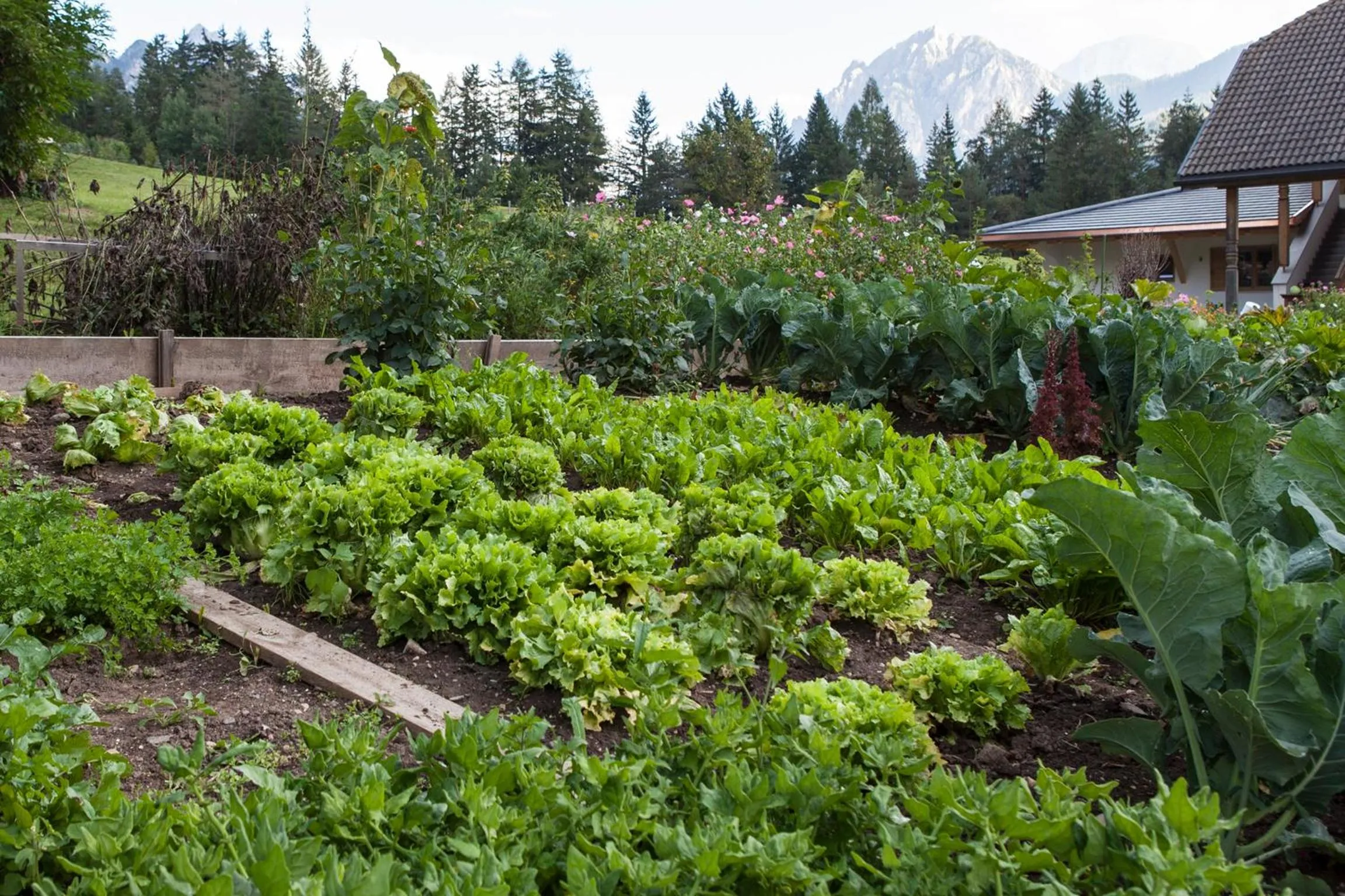 Garden in Hotel Mareo Dolomites