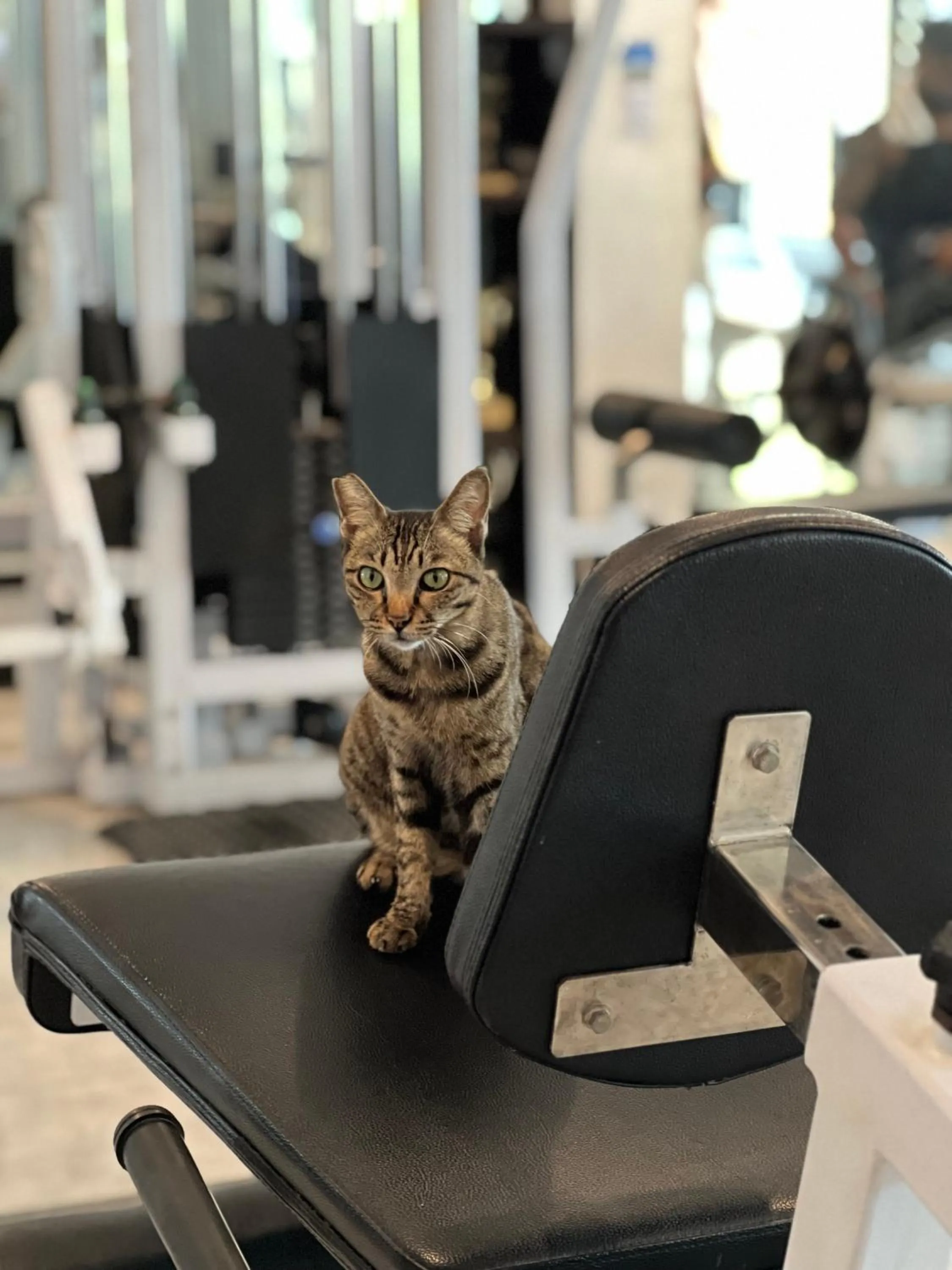 Tropica Gili Total Body Fit - Free Access Gym and Coworking Space