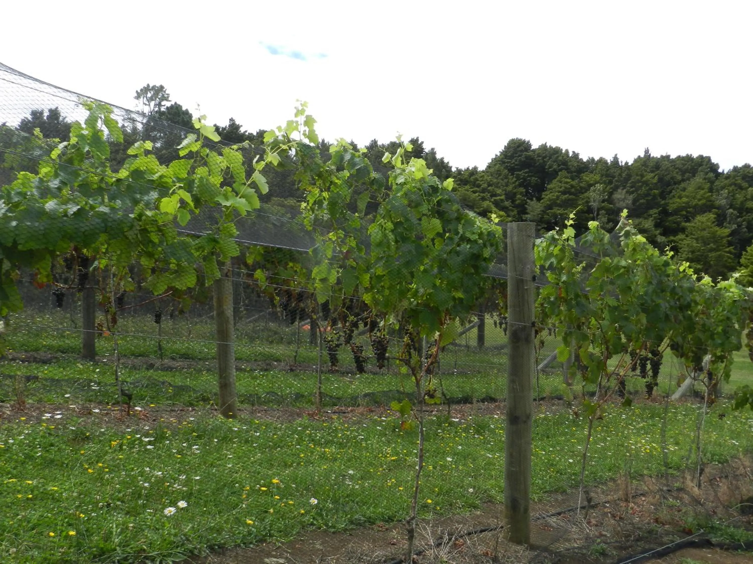 Natural landscape in Puketotara Lodge