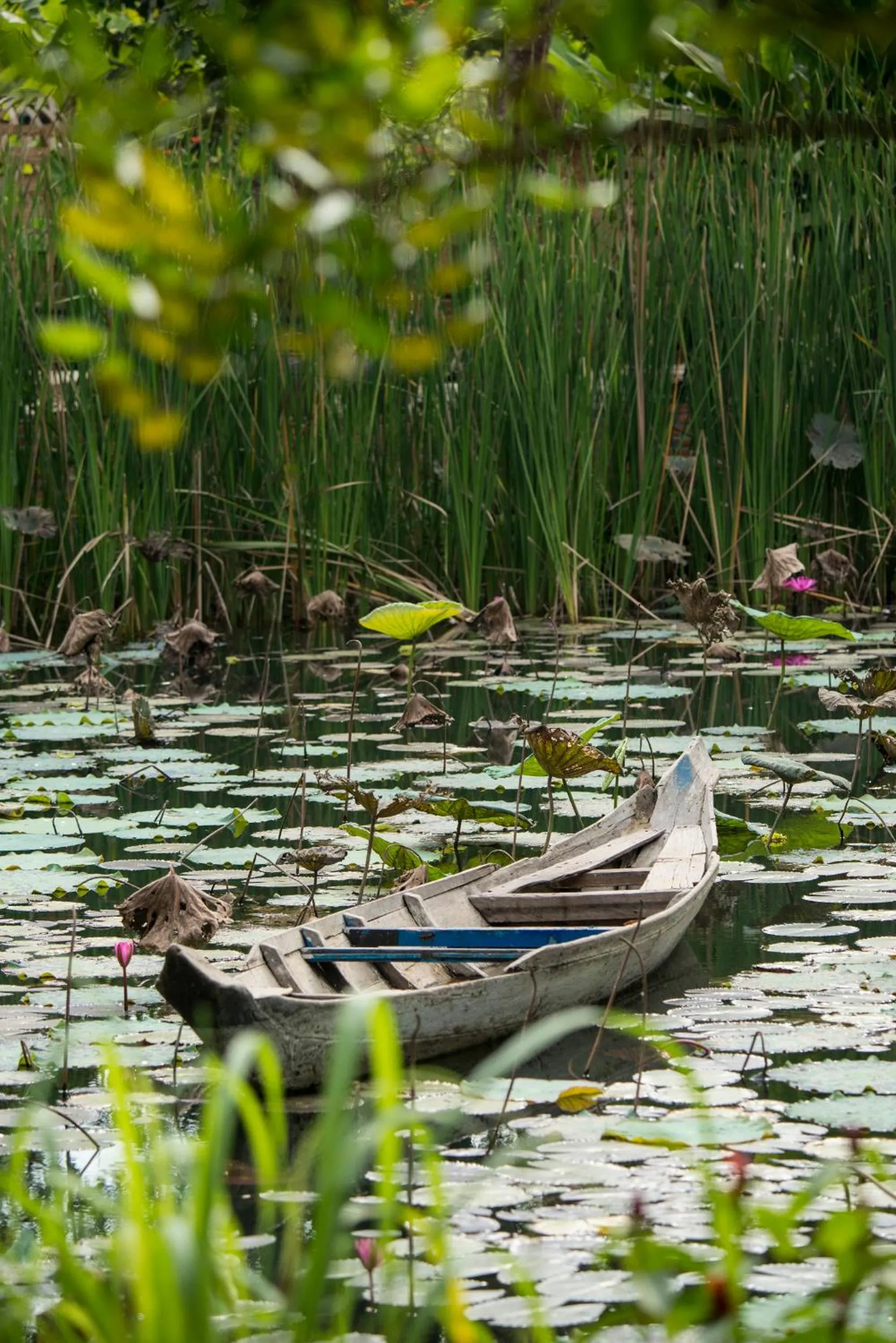 Garden view in Maisons Wat Kor