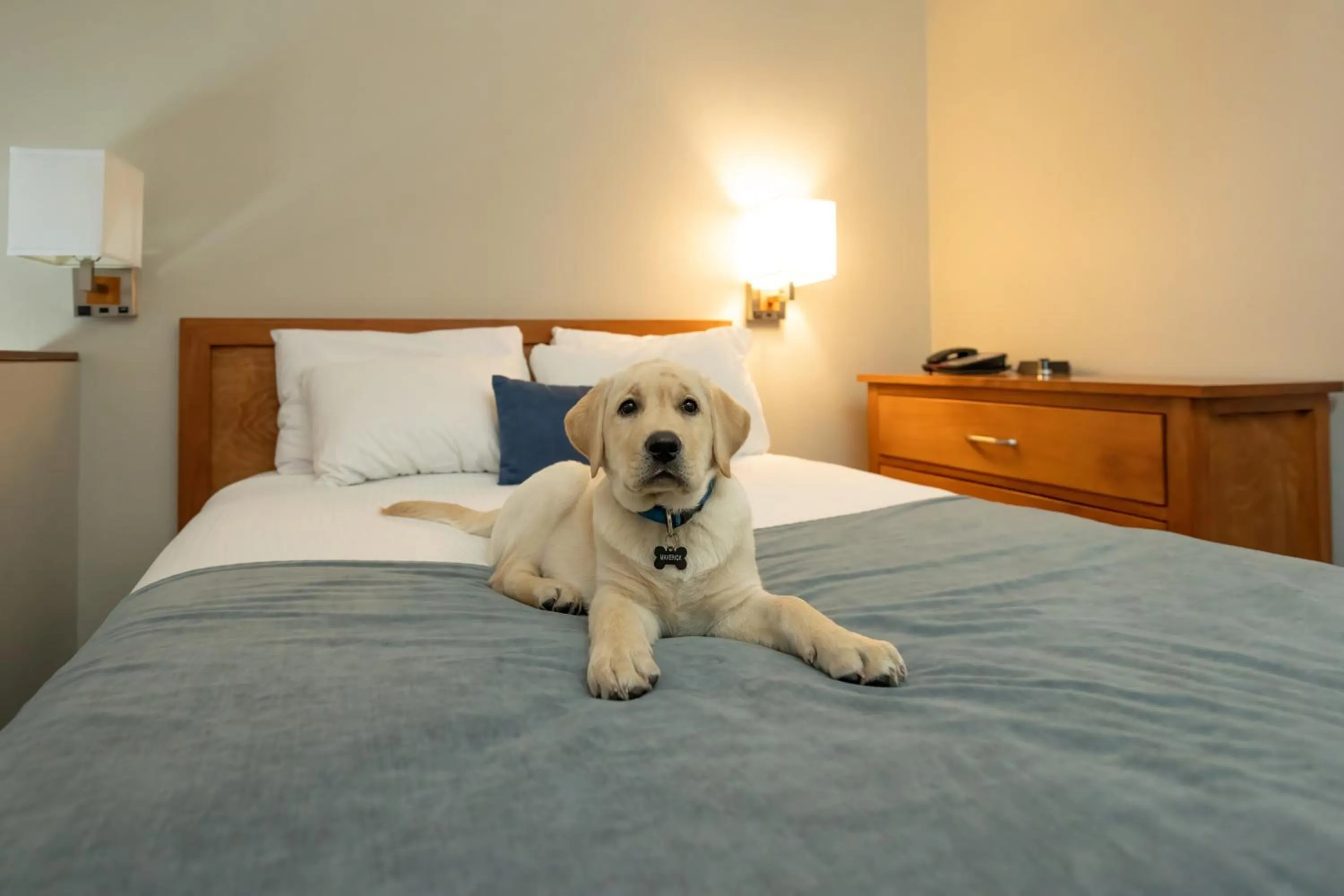pet friendly, Bed in Whistler Village Inn & Suites