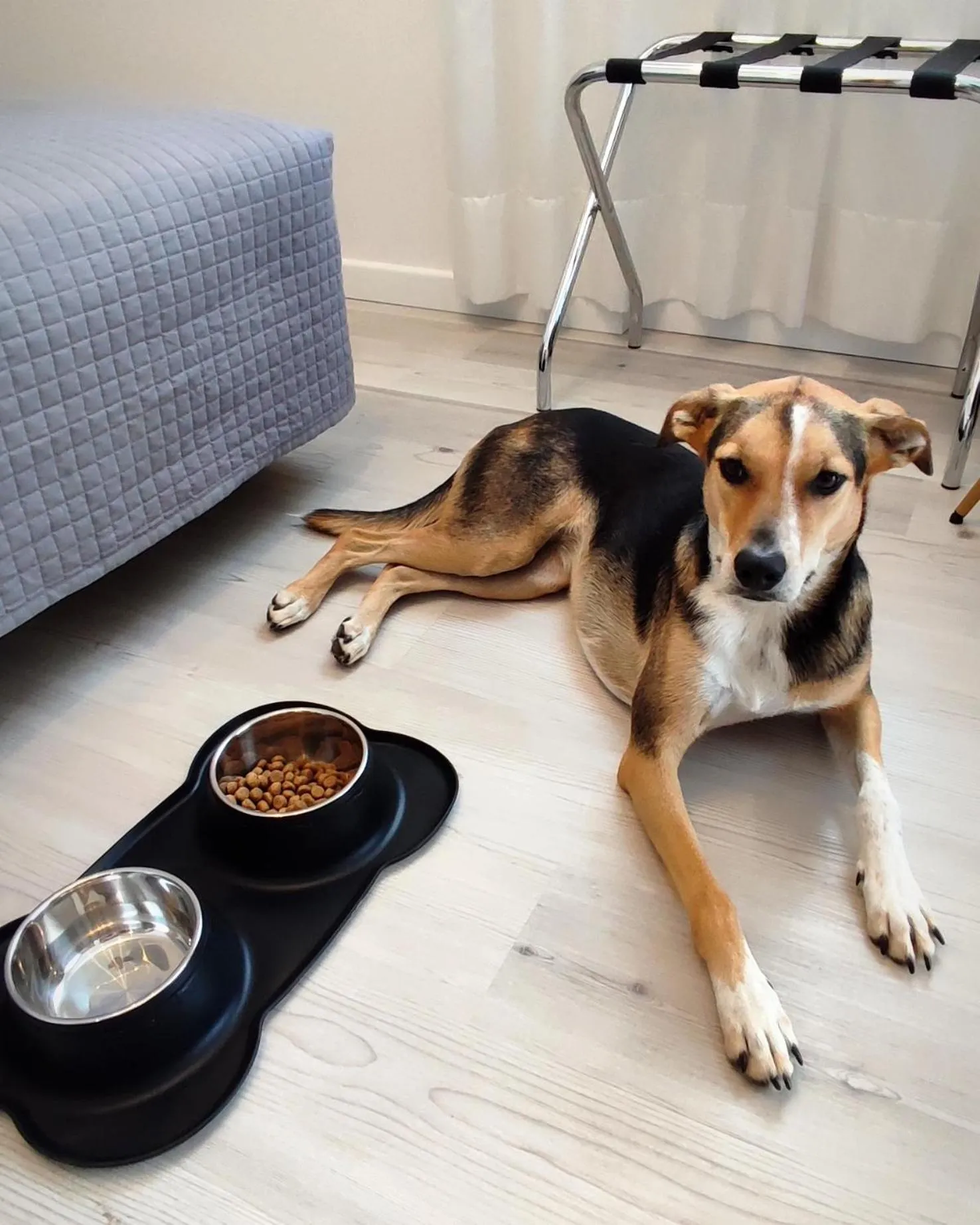 Animals in Hotel Everest Arco