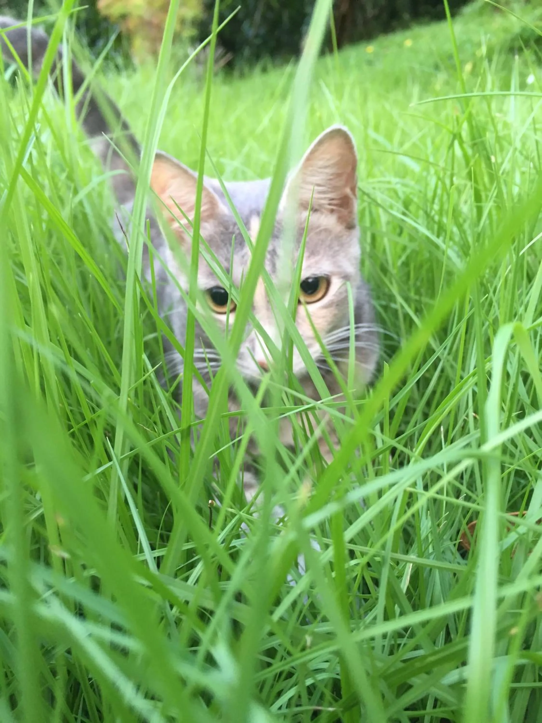 Pets in La Villa Te Fetia Nui Moorea