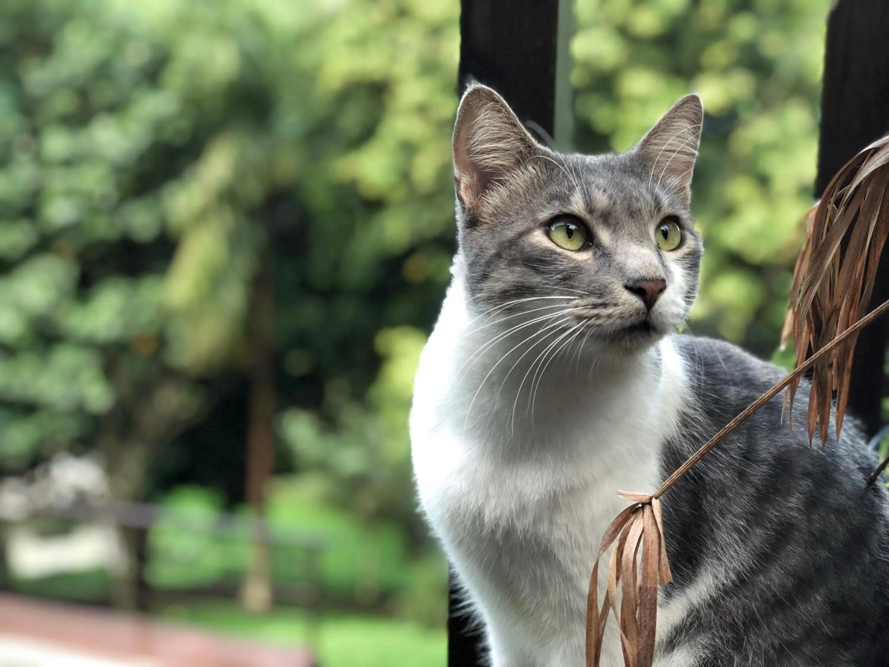 Pets in La Villa Te Fetia Nui Moorea