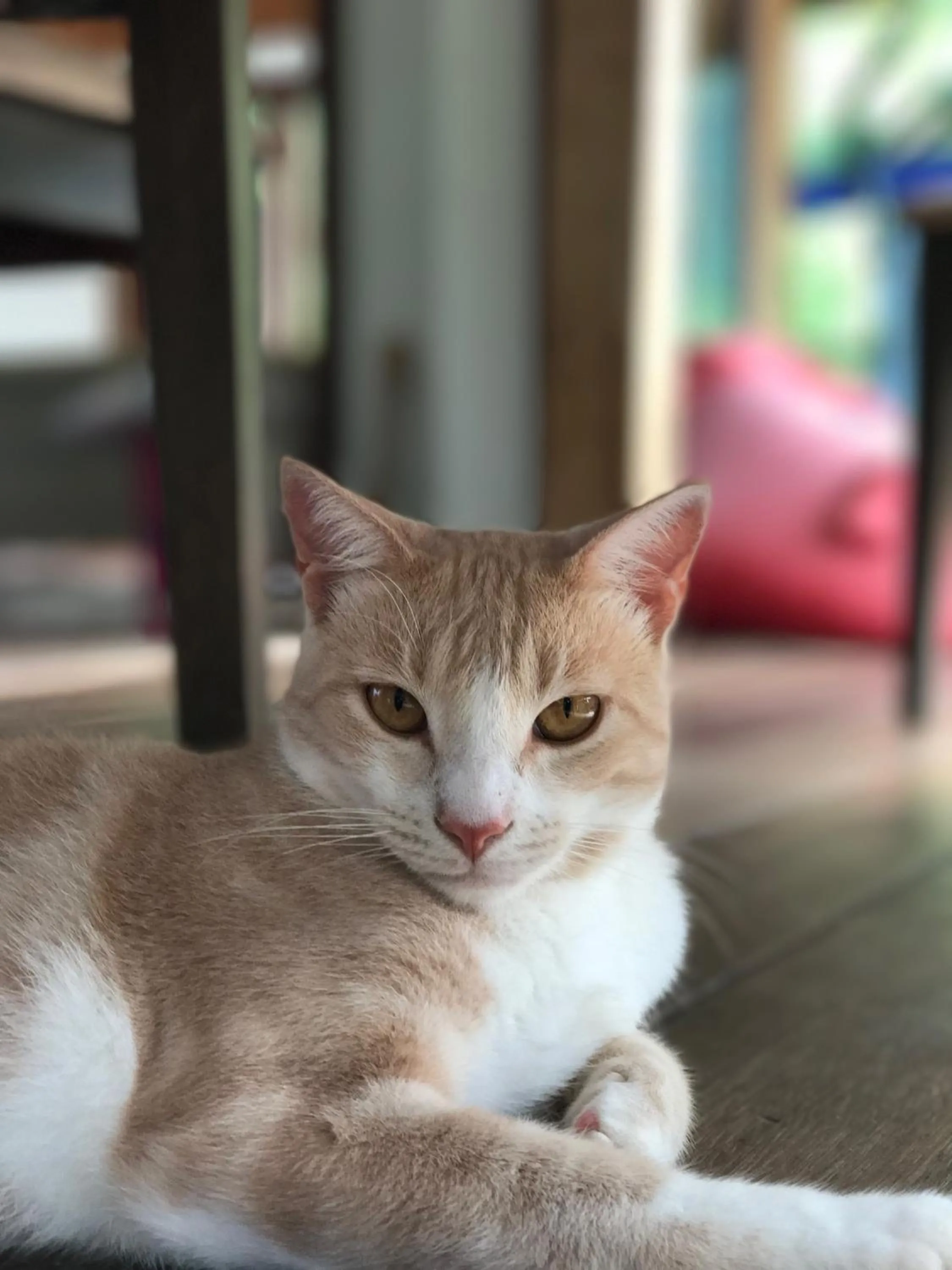 Pets in La Villa Te Fetia Nui Moorea