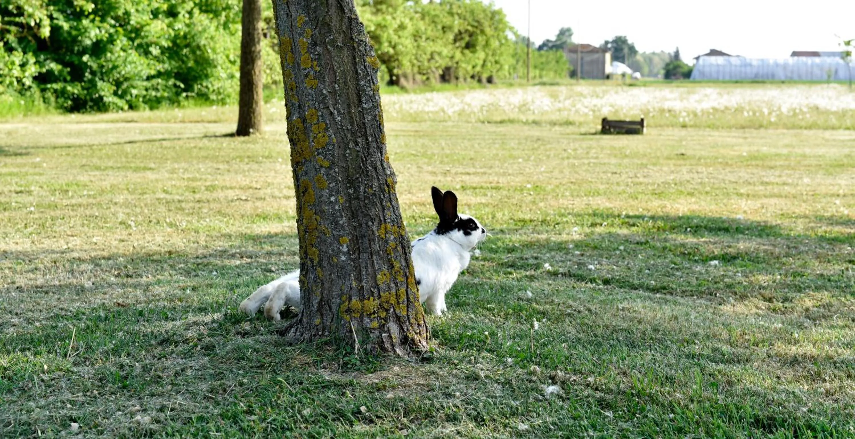 Animals in Agriturismo La Cascinetta