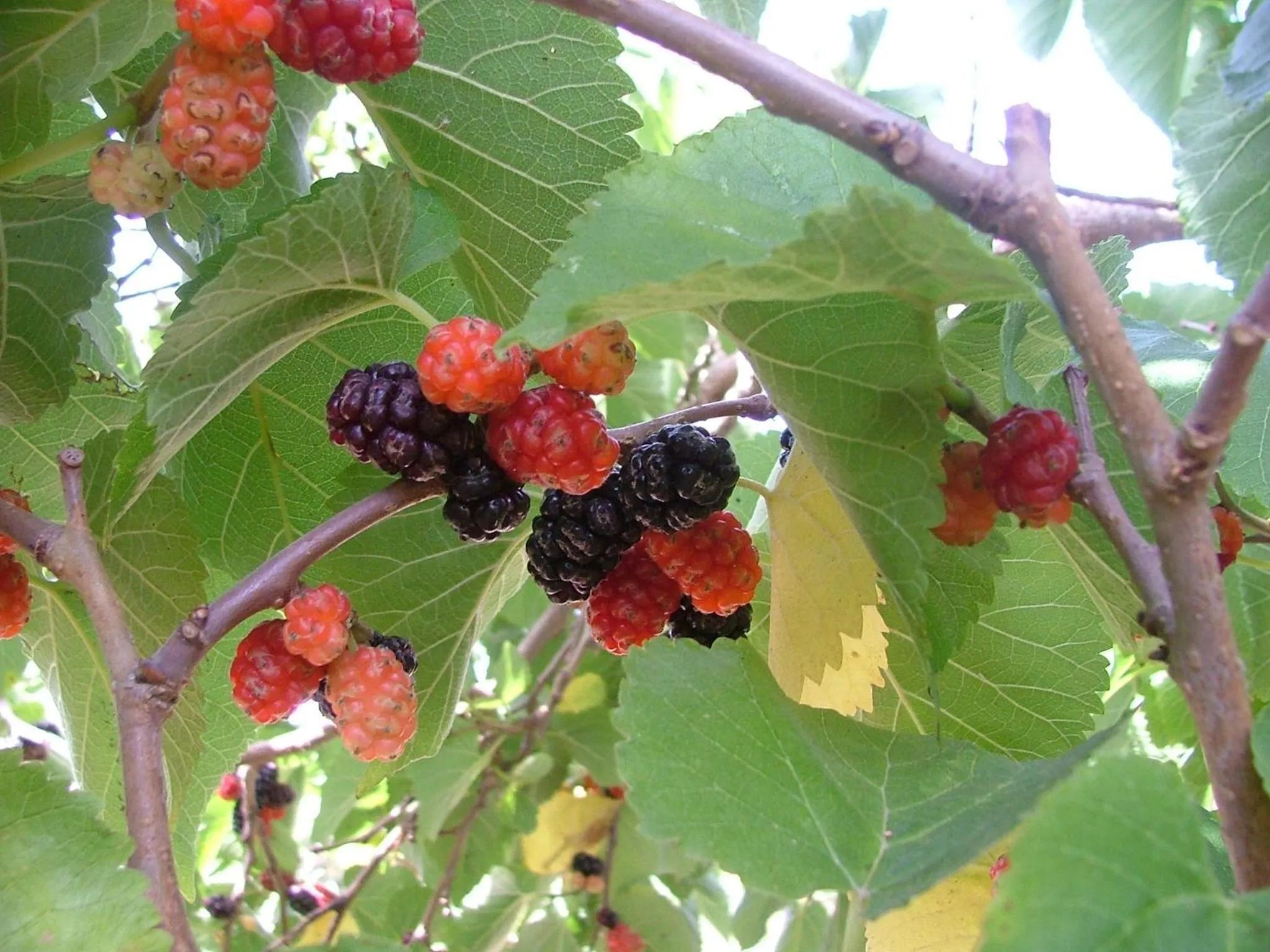 Summer in Hotel Agave e Ginestra