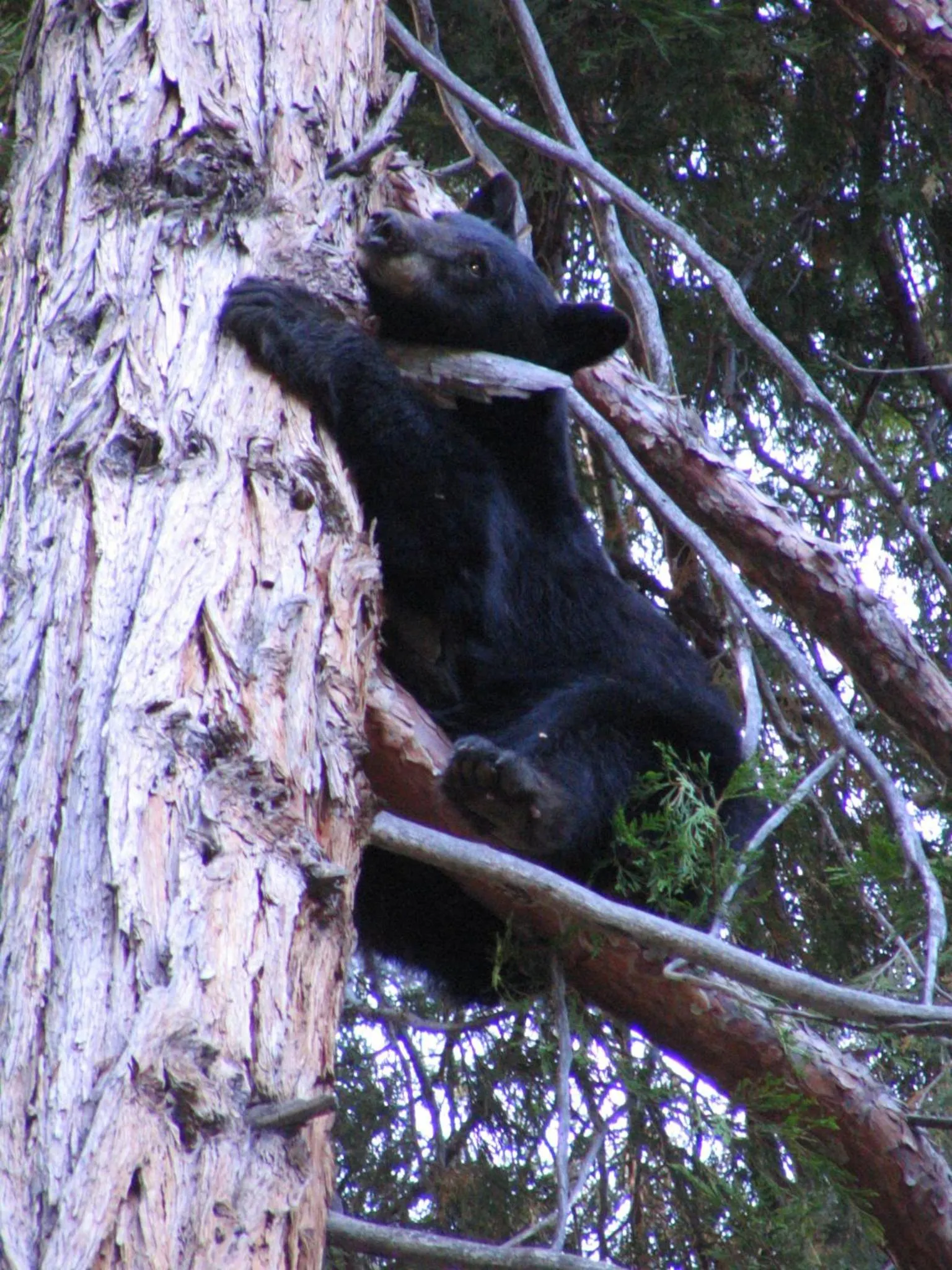 Animals in Silver City Mountain Resort