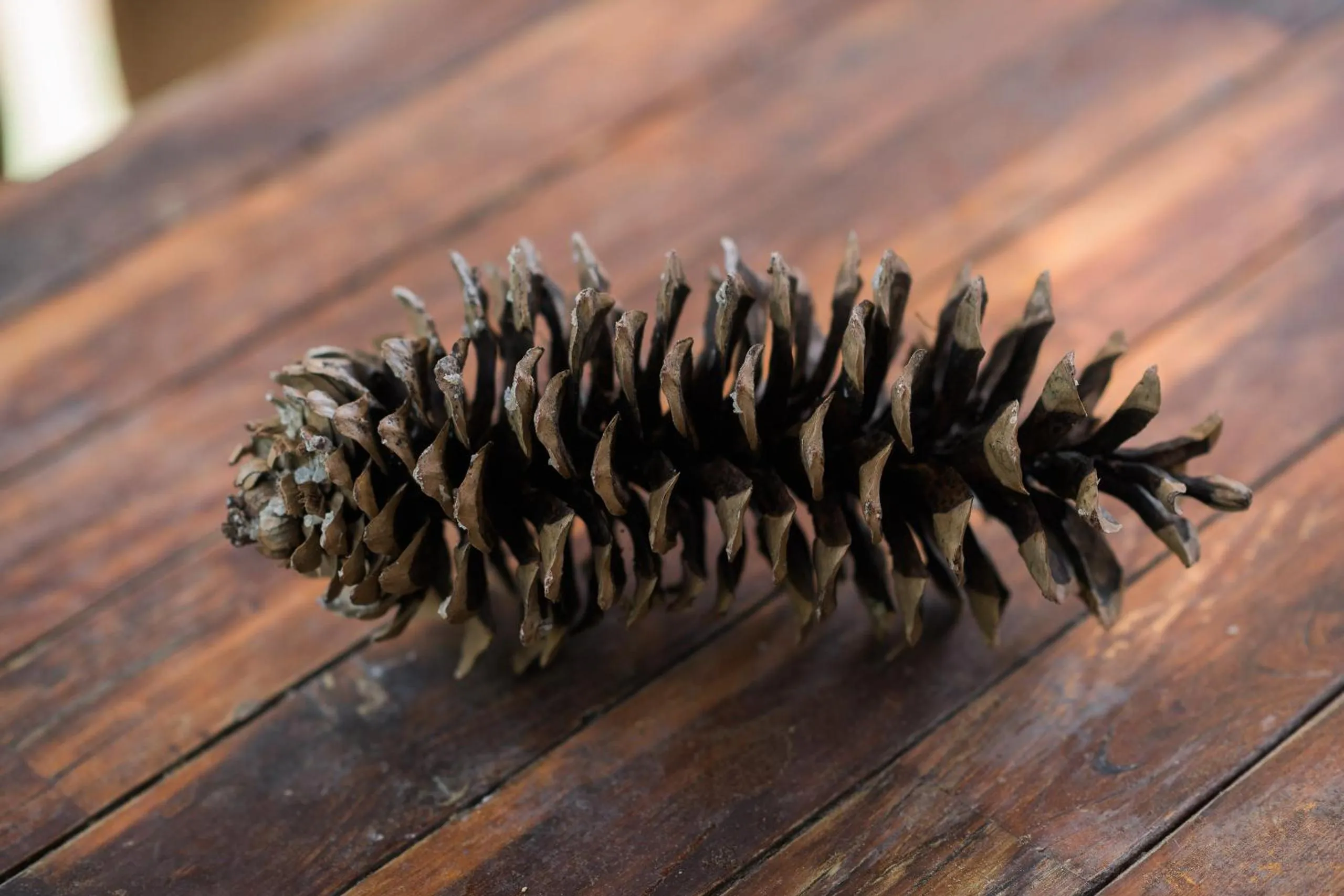 On site in Silver City Mountain Resort