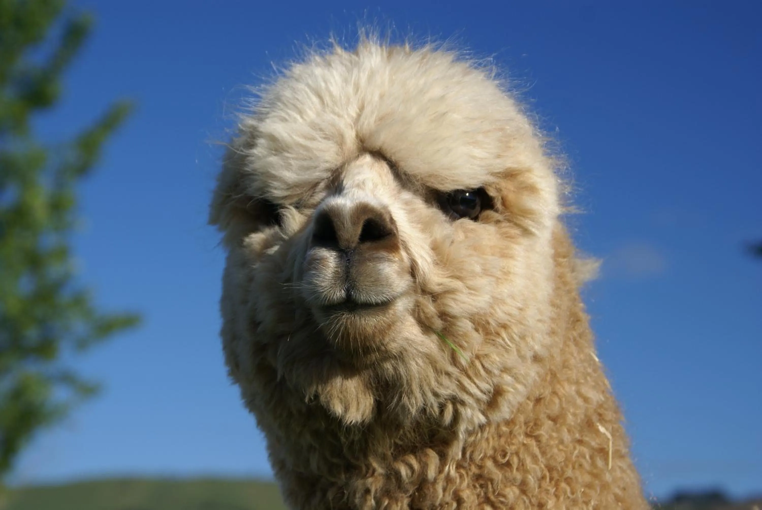 Animals in The Summit Lodge