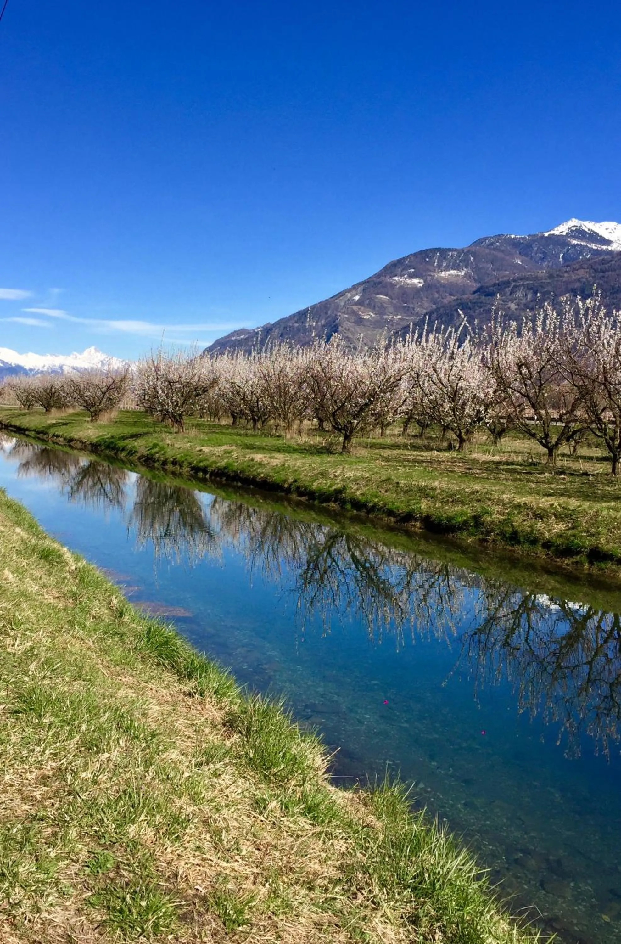 Spring in Saillon Evasion Sarl