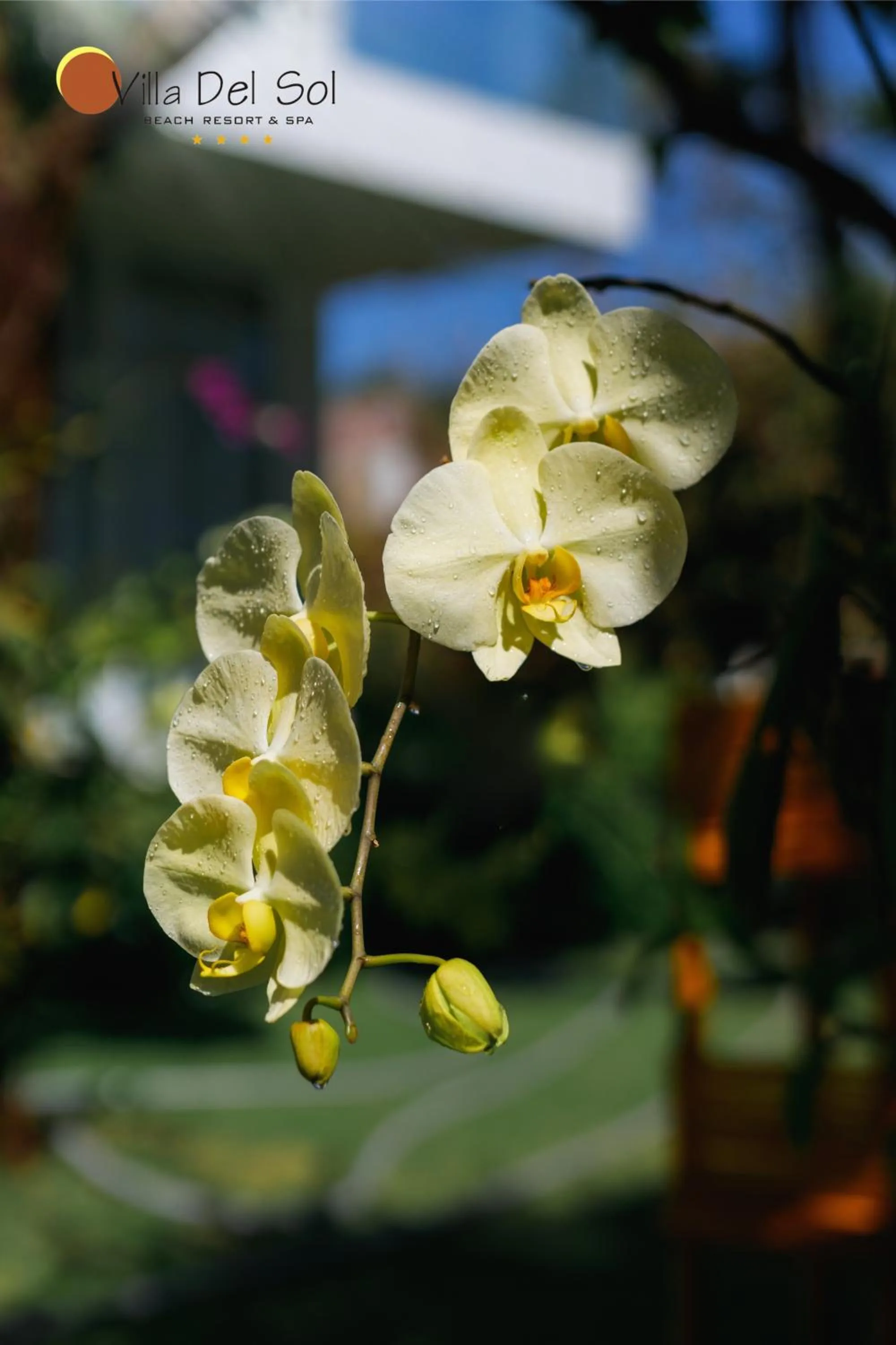 Natural landscape in Villa Del Sol Beach Resort & Spa