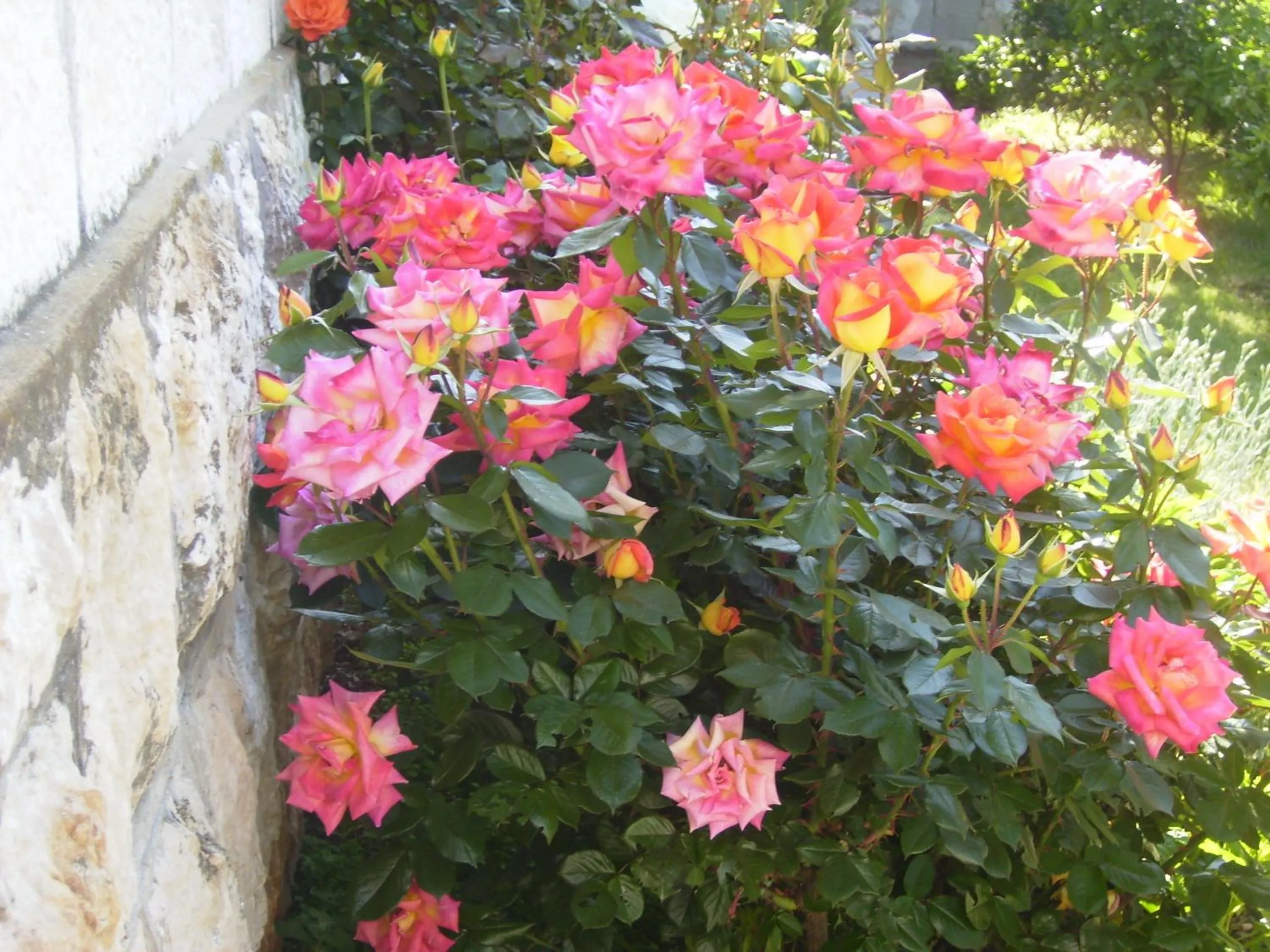 Garden view in Apartment Flora