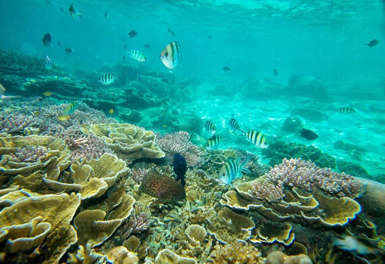 Snorkeling in Impian Inn