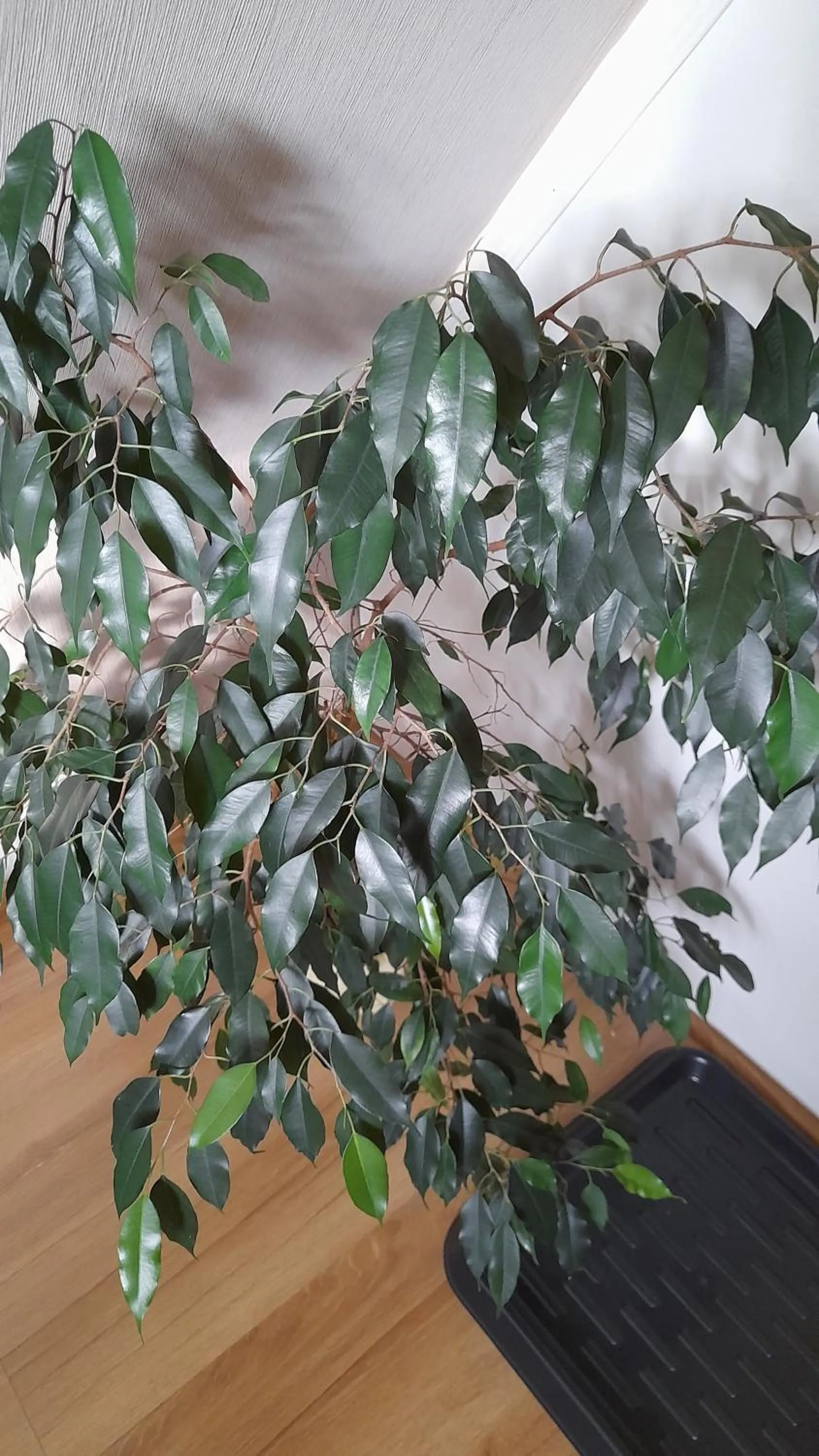 Decorative detail in Tatary - u Stanisławy