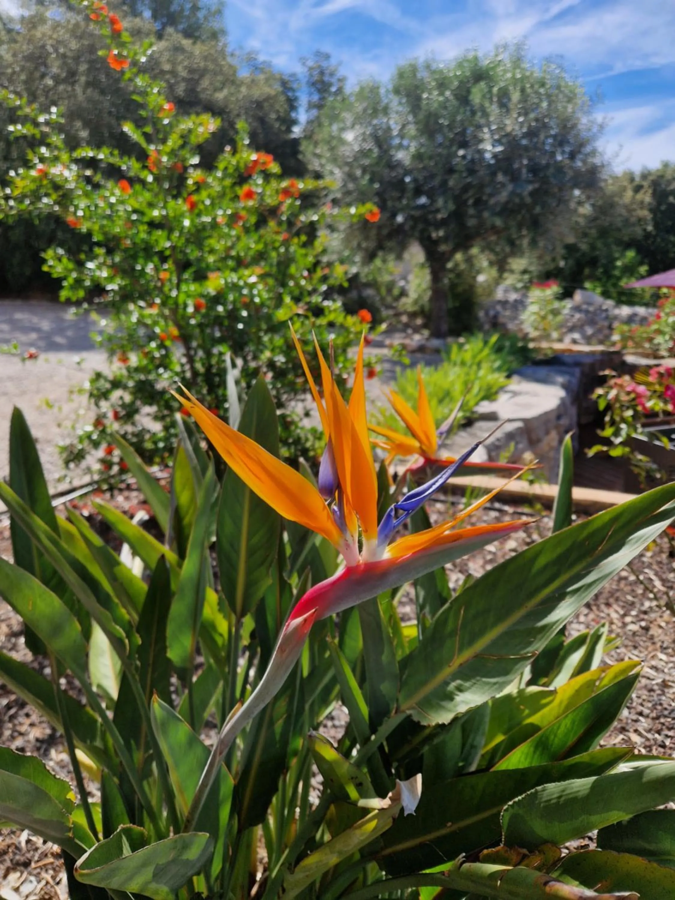 Le Petit Coin de Paradis