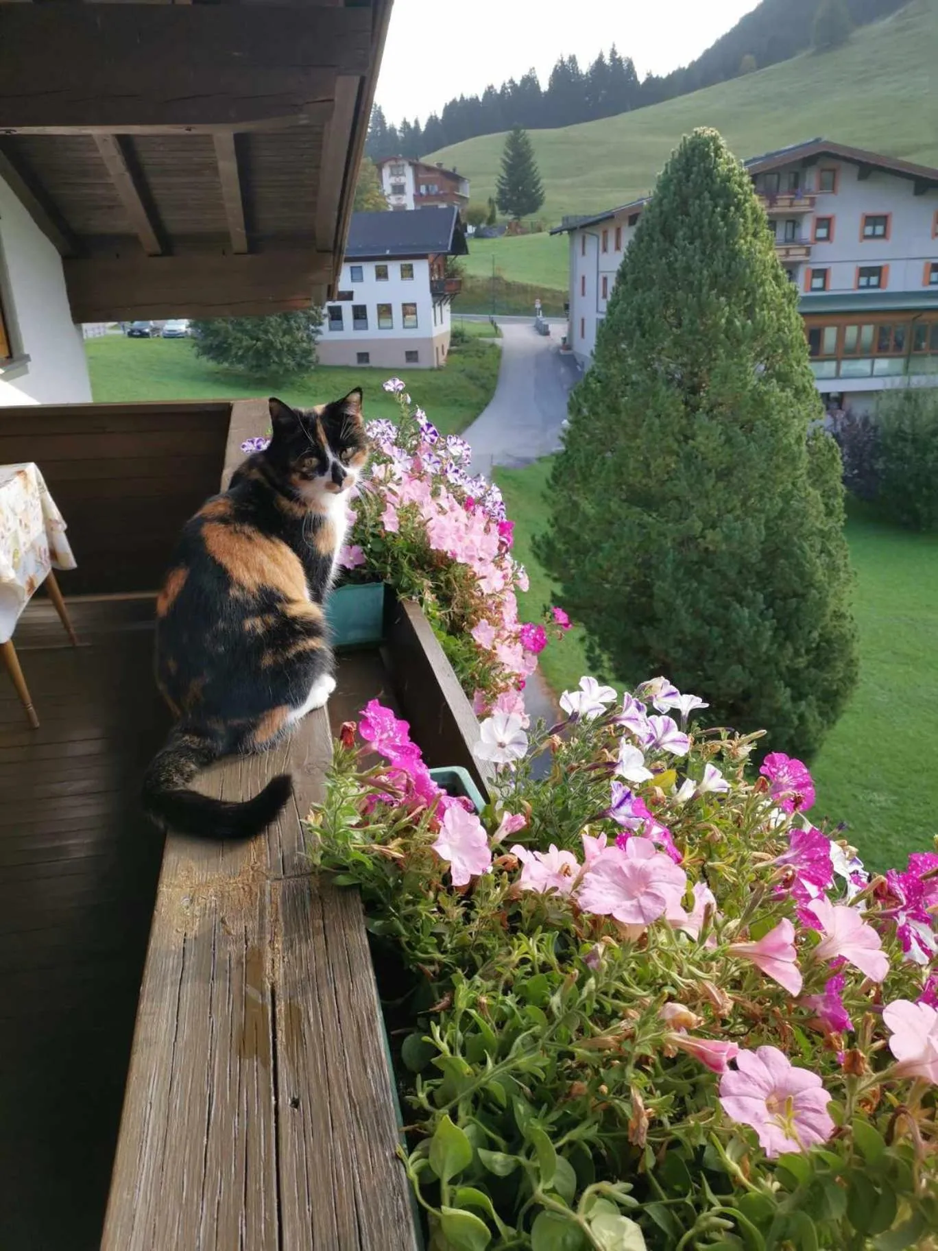 View (from property/room) in Gästehaus Bergland