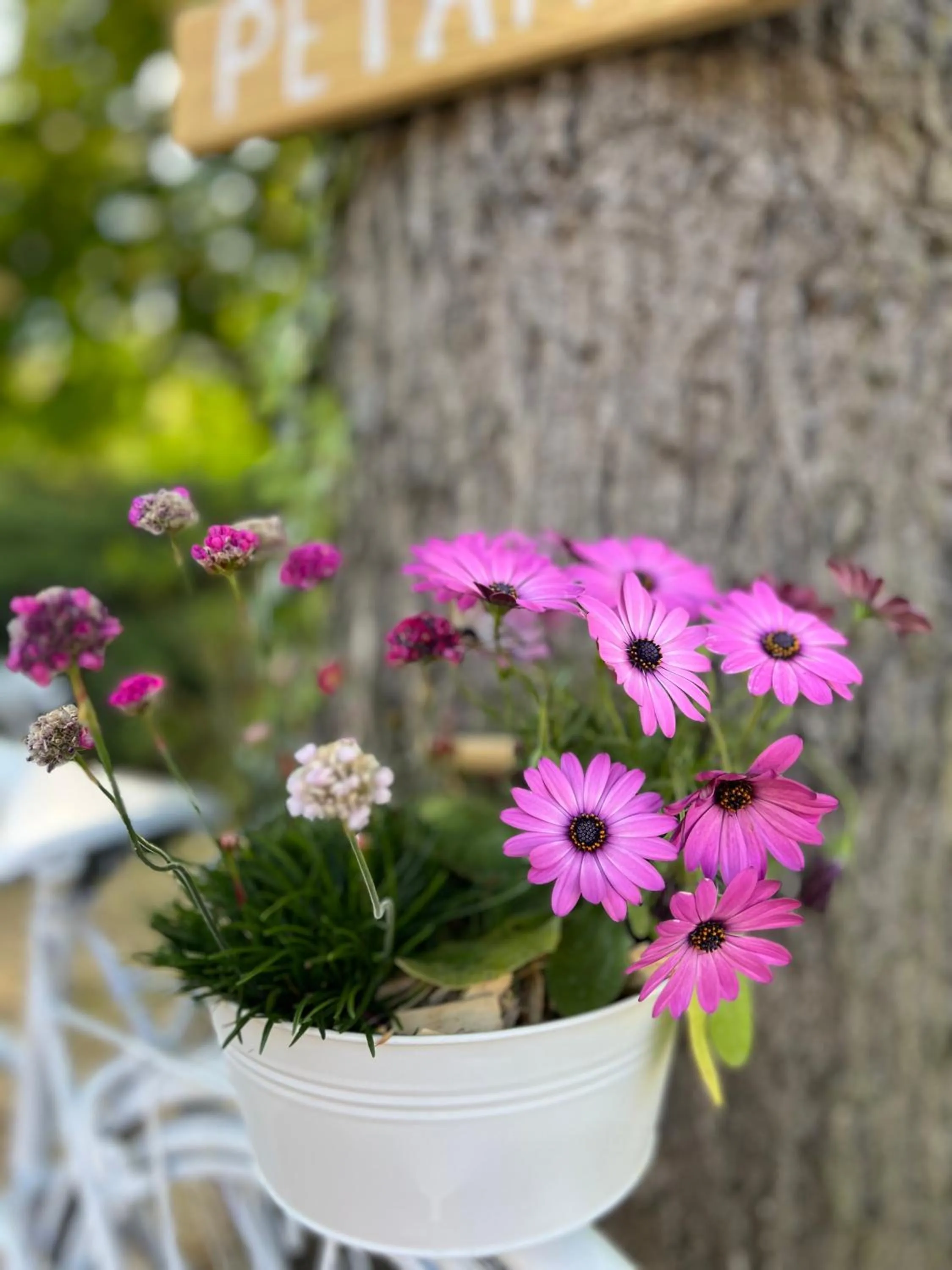 Garden in Motel Les Broussailles