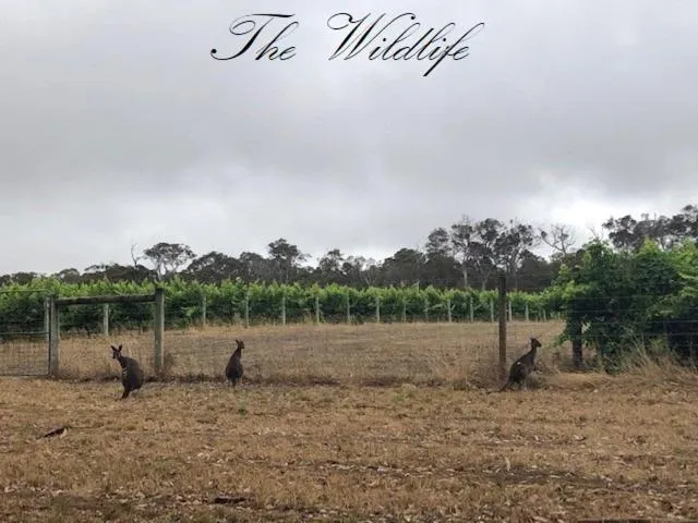 Other in Harmony Forest Cottages & Lake side Lodge