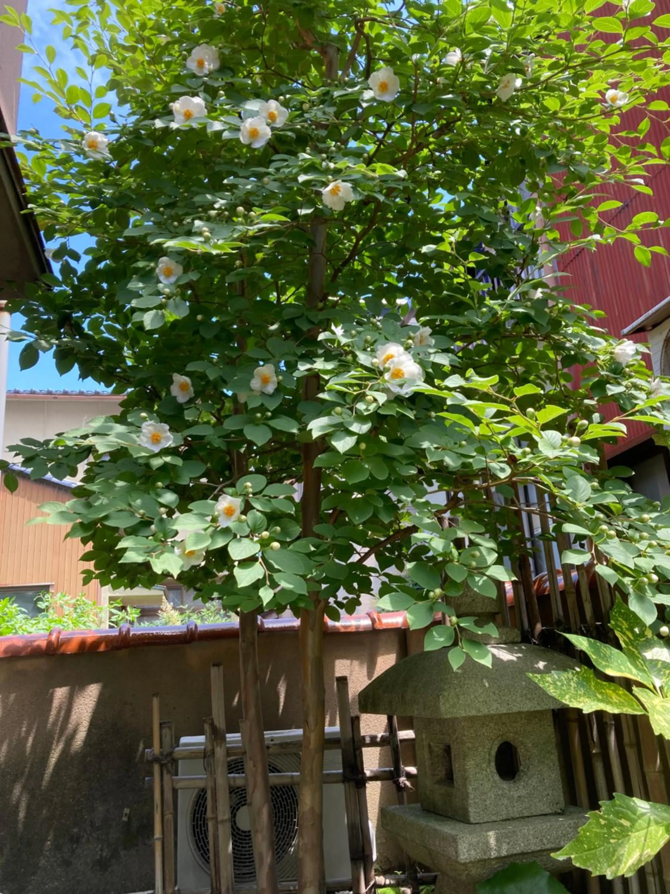 Summer in Guesthouse Namaste