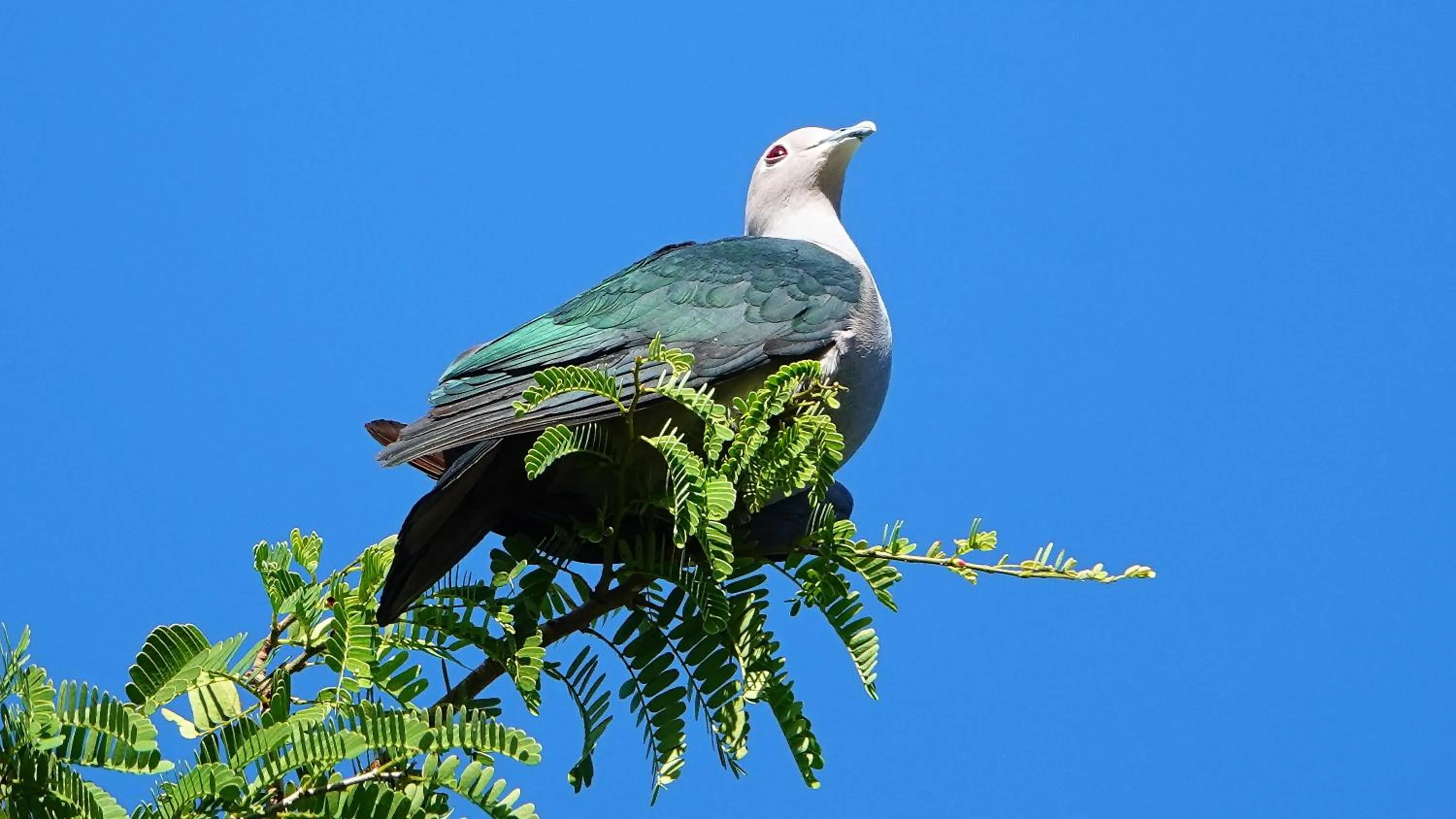 Animals in Thanya Beach Resort - SHA Plus
